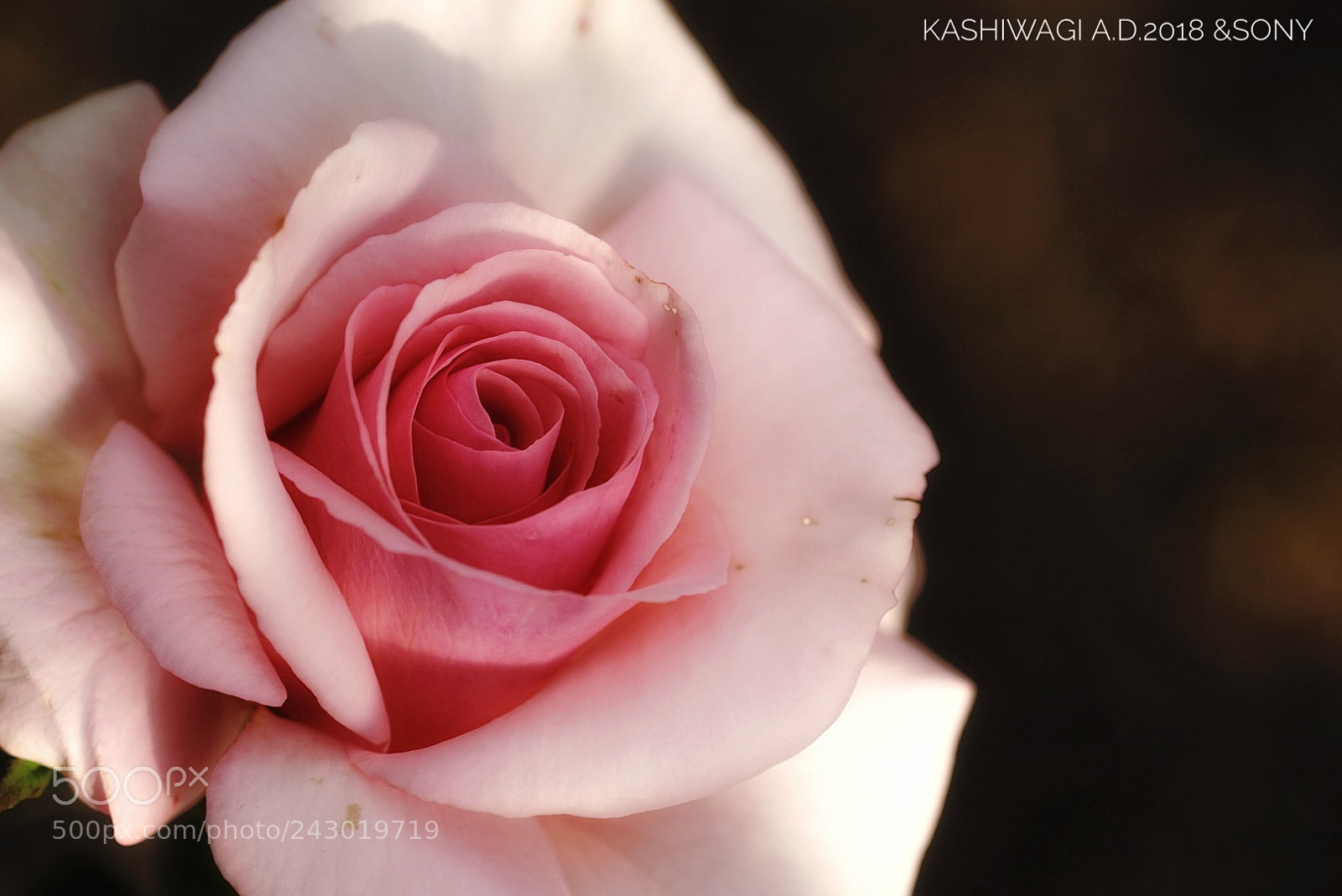 Sony a7 II sample photo. Sanbi / japan 1991 photography