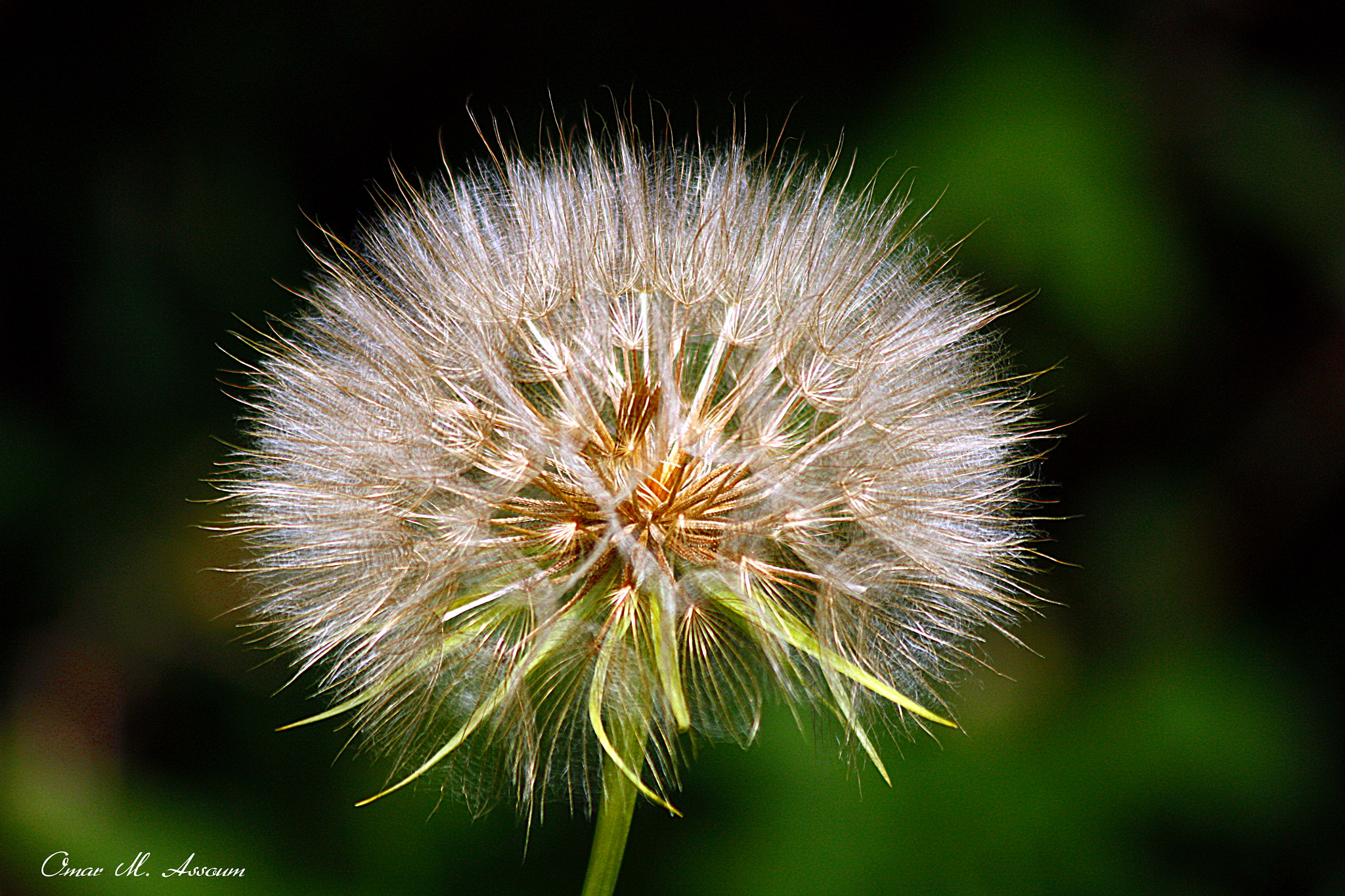 Canon EF 75-300mm F4.0-5.6 IS USM sample photo. Little umbrella photography