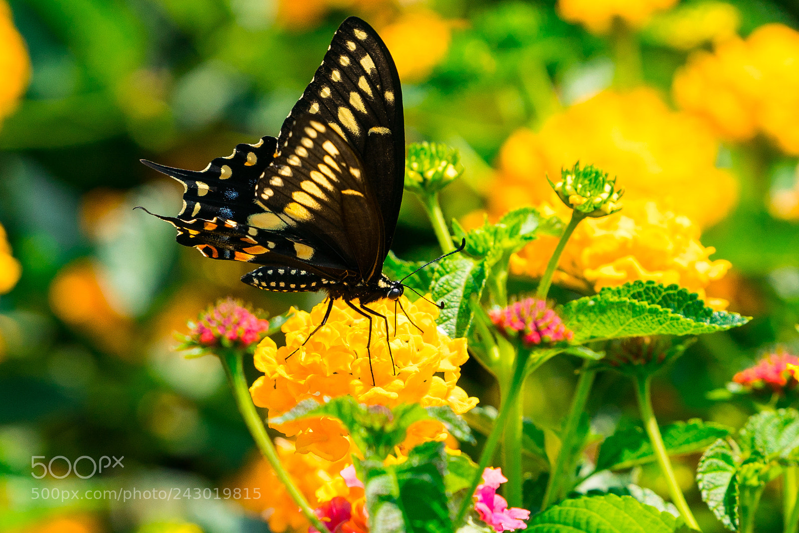 Sony a7R II sample photo. Thinking of spring photography