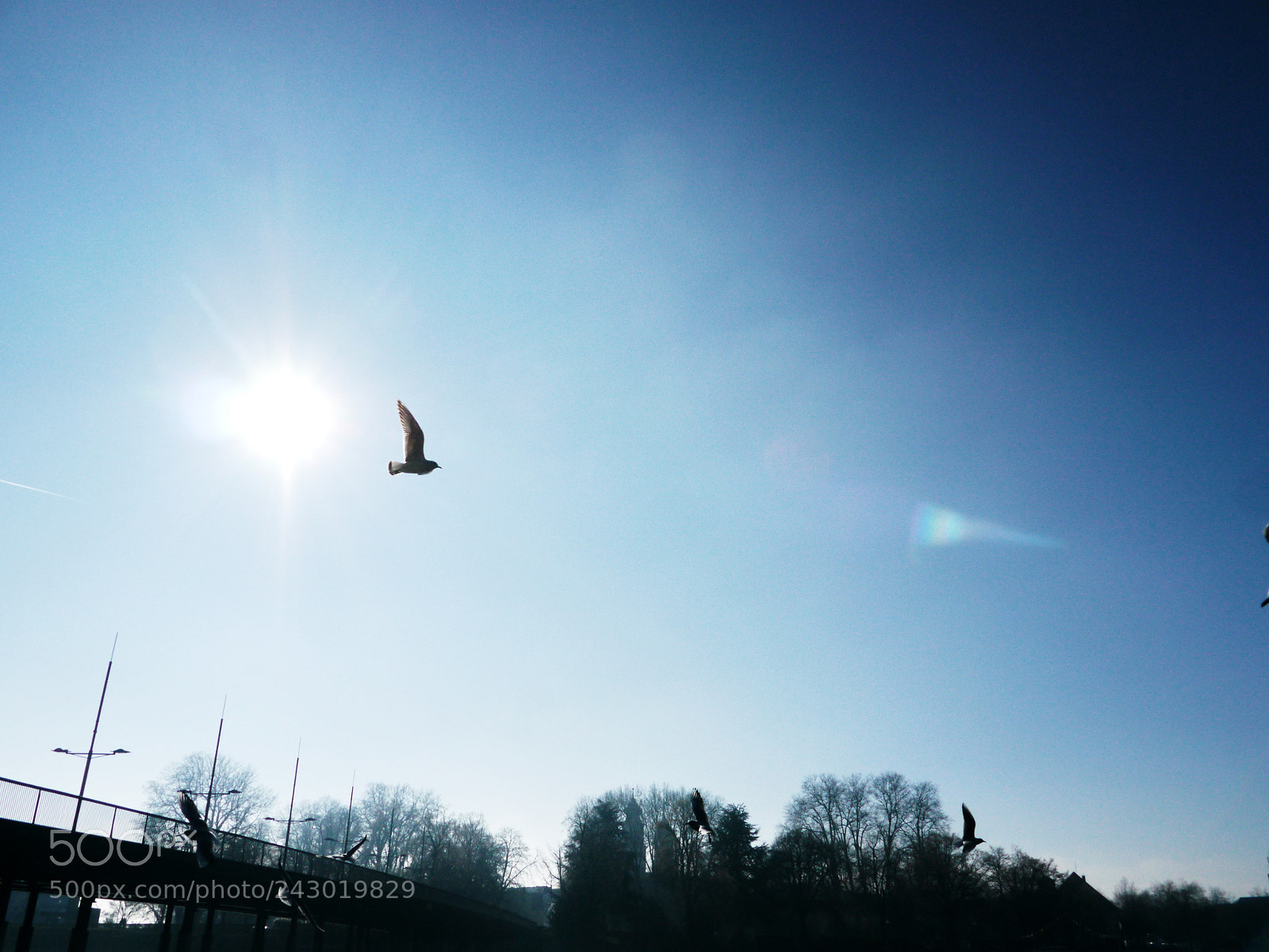 Panasonic Lumix DMC-GH2 sample photo. Sea gulls flying blue photography