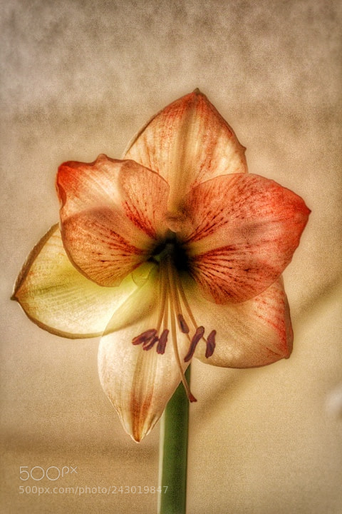 Canon EOS 1300D (EOS Rebel T6 / EOS Kiss X80) sample photo. Amaryllis photography