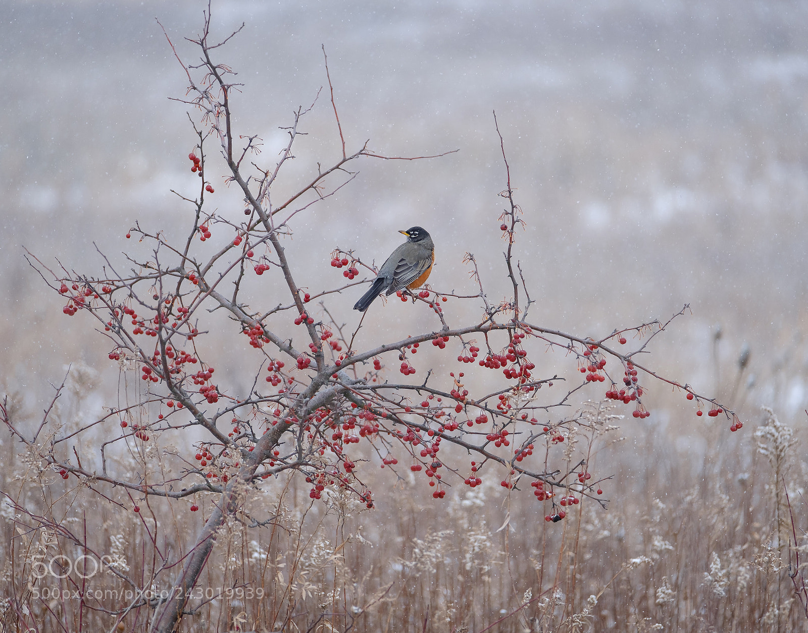 Fujifilm X-T2 sample photo. Winter robin photography
