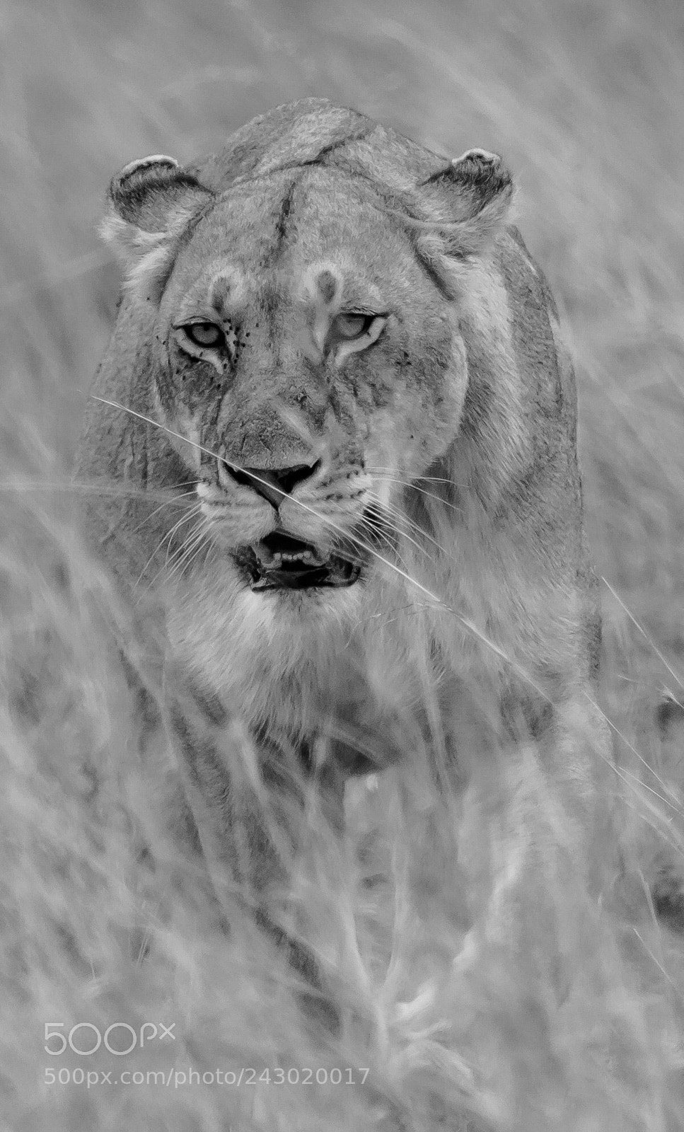 Nikon D7200 sample photo. The royal one...... photography