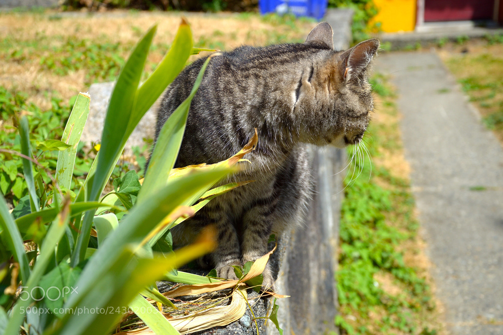 Nikon D3200 sample photo. East vancouver tabby photography