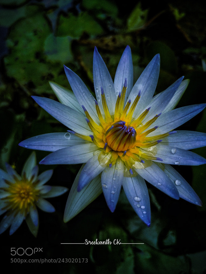 OnePlus A3003 sample photo. Water lily photography