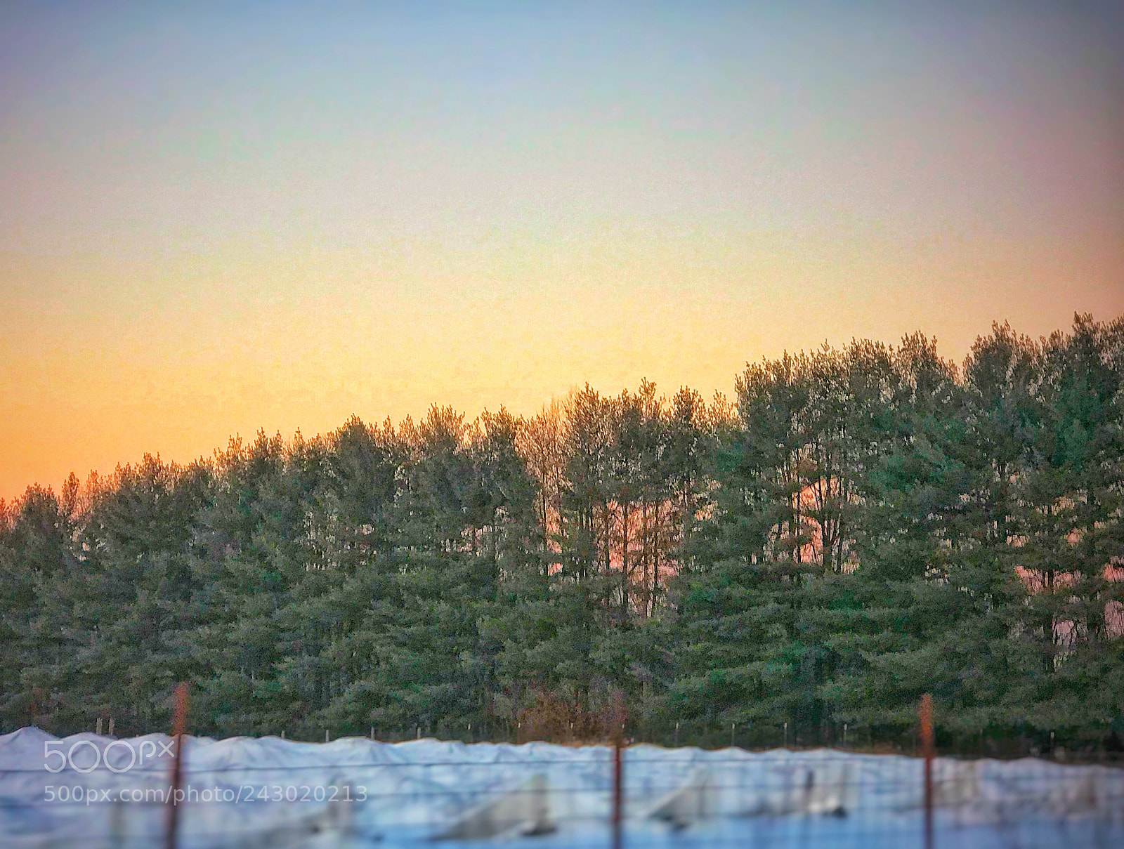 Apple iPhone 7 Plus sample photo. Treeline sunset photography