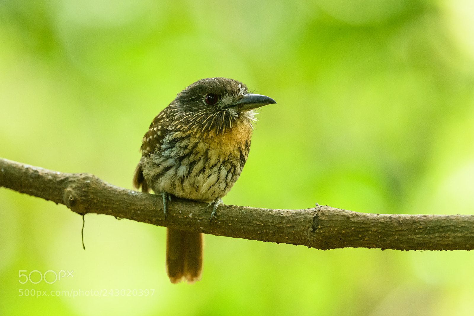 Nikon D850 sample photo. White whiskered puffbird photography