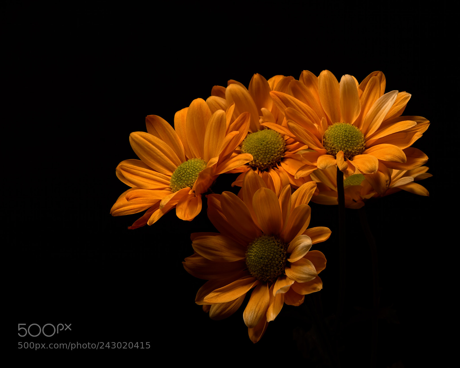 Nikon D810 sample photo. Group of orange mums 0115 photography