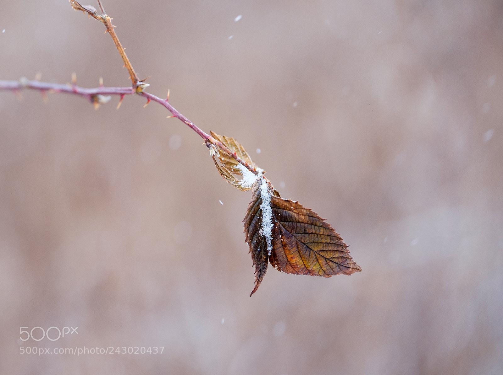 Fujifilm X-T2 sample photo. Single winter leaf photography