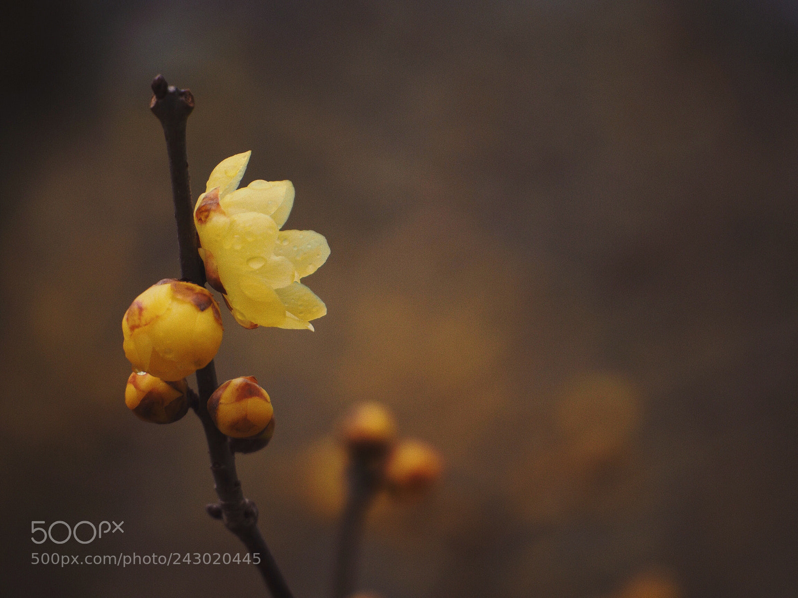 Olympus OM-D E-M10 II sample photo. Wintersweet  photography