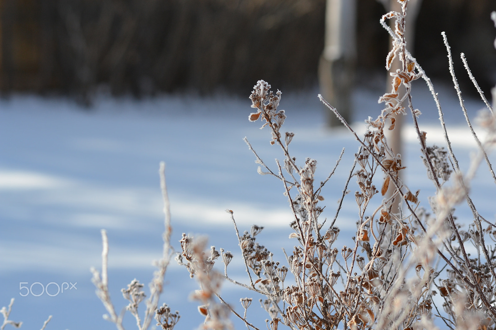 Nikon D3100 sample photo. Morning frost remains photography