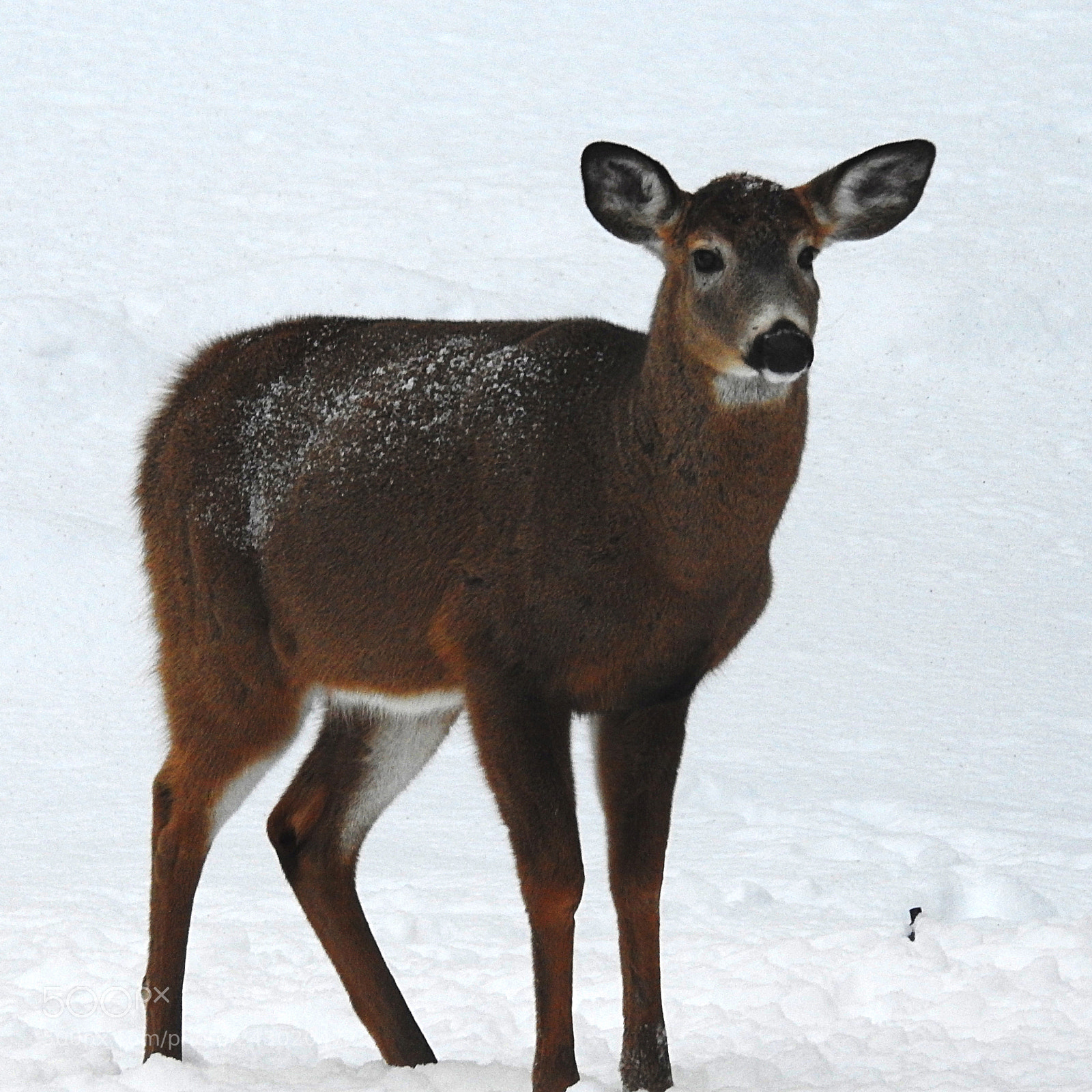 Nikon Coolpix P900 sample photo. Deer poses in a photography