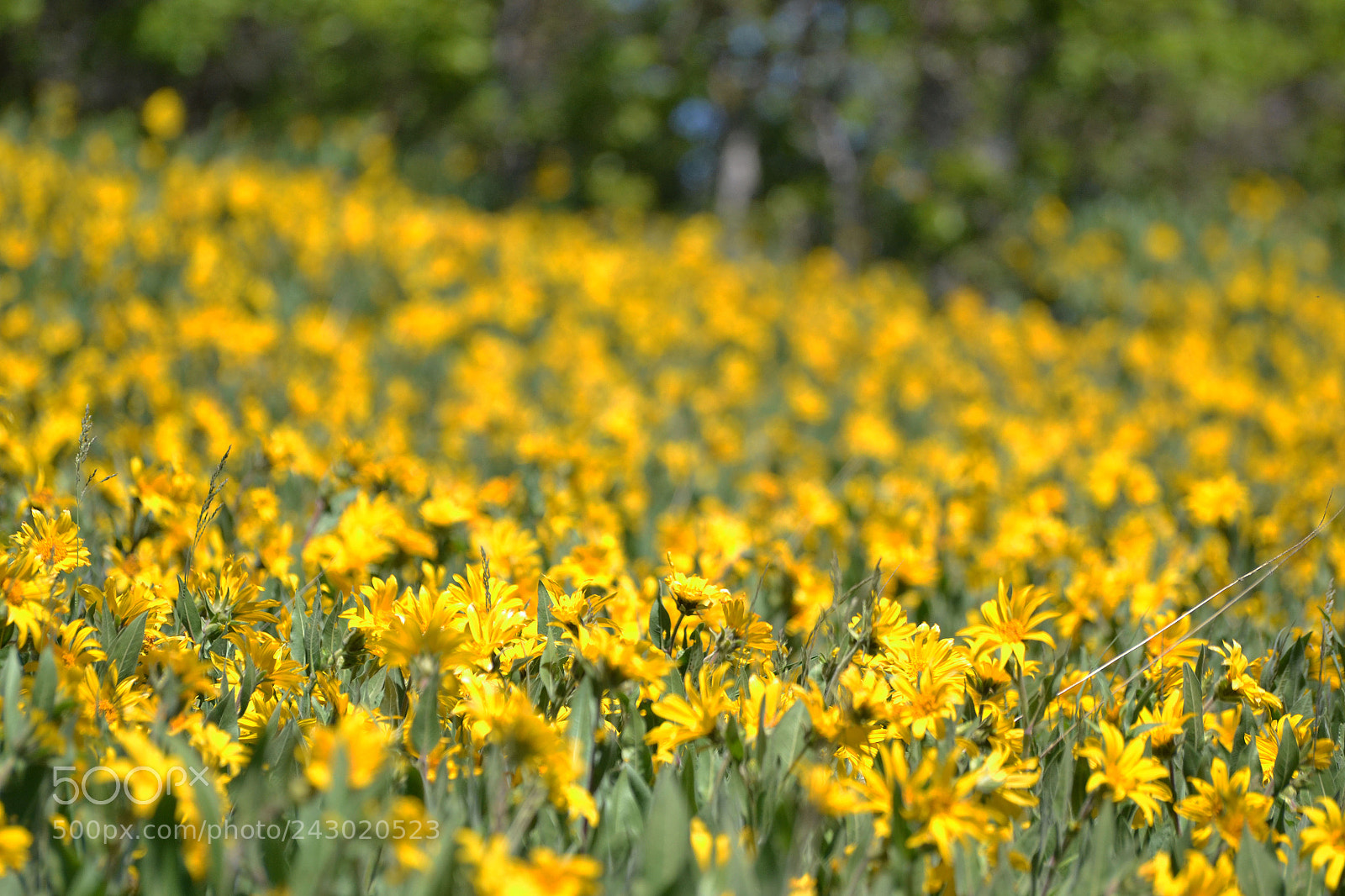 Nikon D3100 sample photo. A field of yellow photography