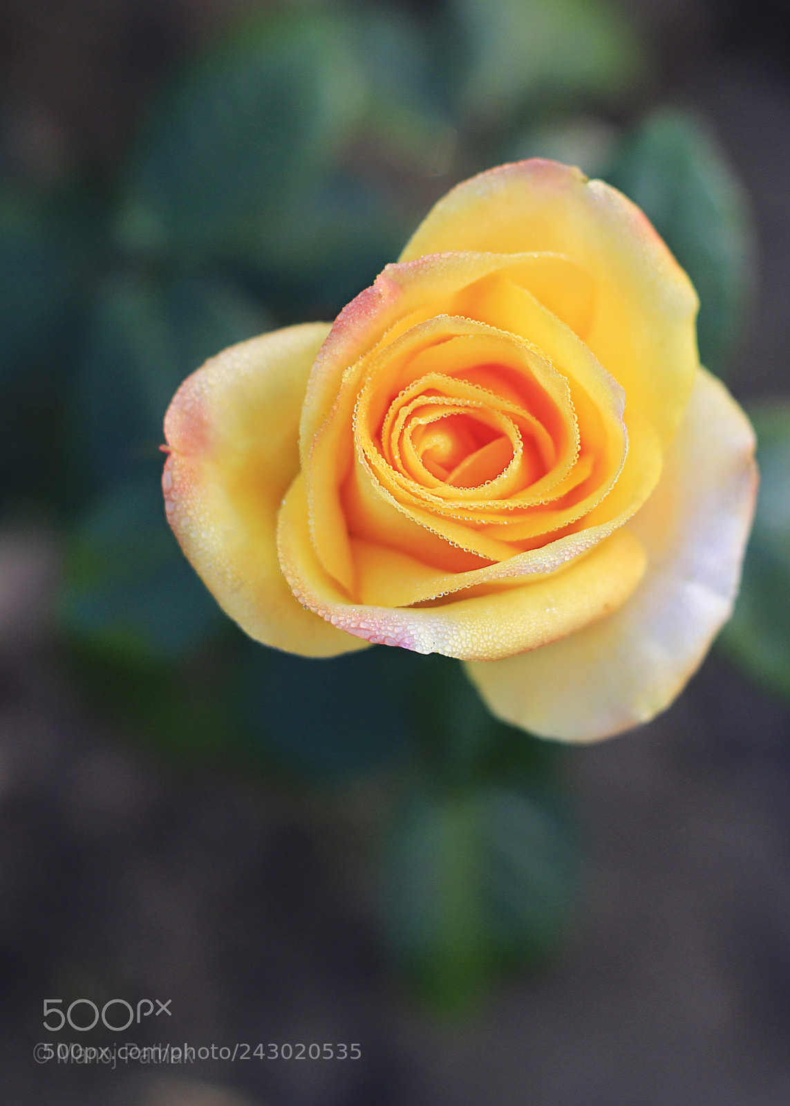 Canon EOS 6D Mark II sample photo. Fire of passion and photography