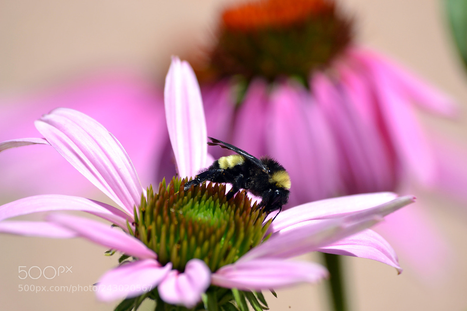 Nikon D3100 sample photo. Stealing some pollen photography