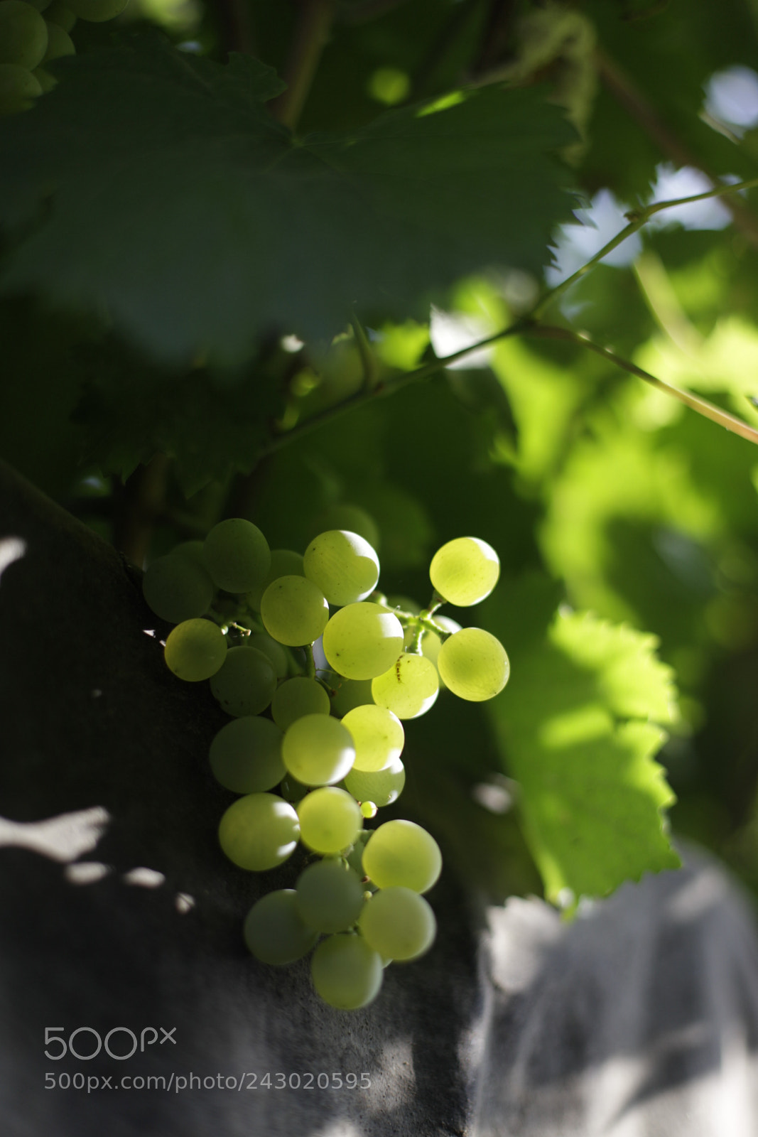 Canon EF 50mm F1.4 USM sample photo. Mg photography
