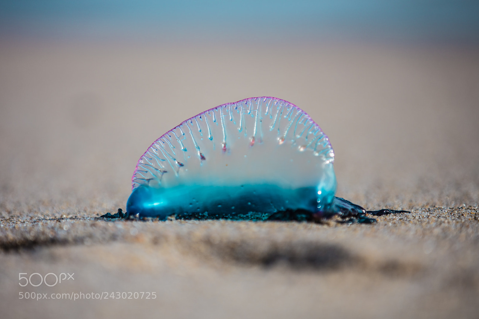 Canon EOS 5DS sample photo. Jelly fish photography
