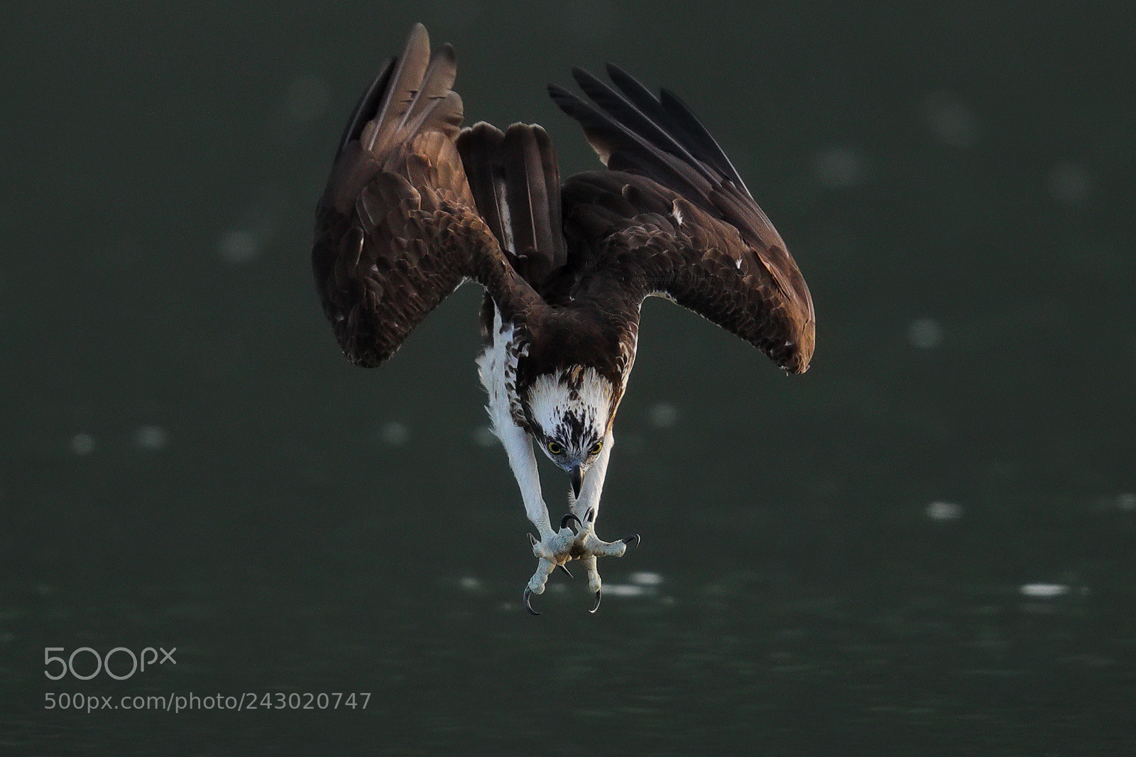 Canon EOS-1D X Mark II sample photo. Osprey photography