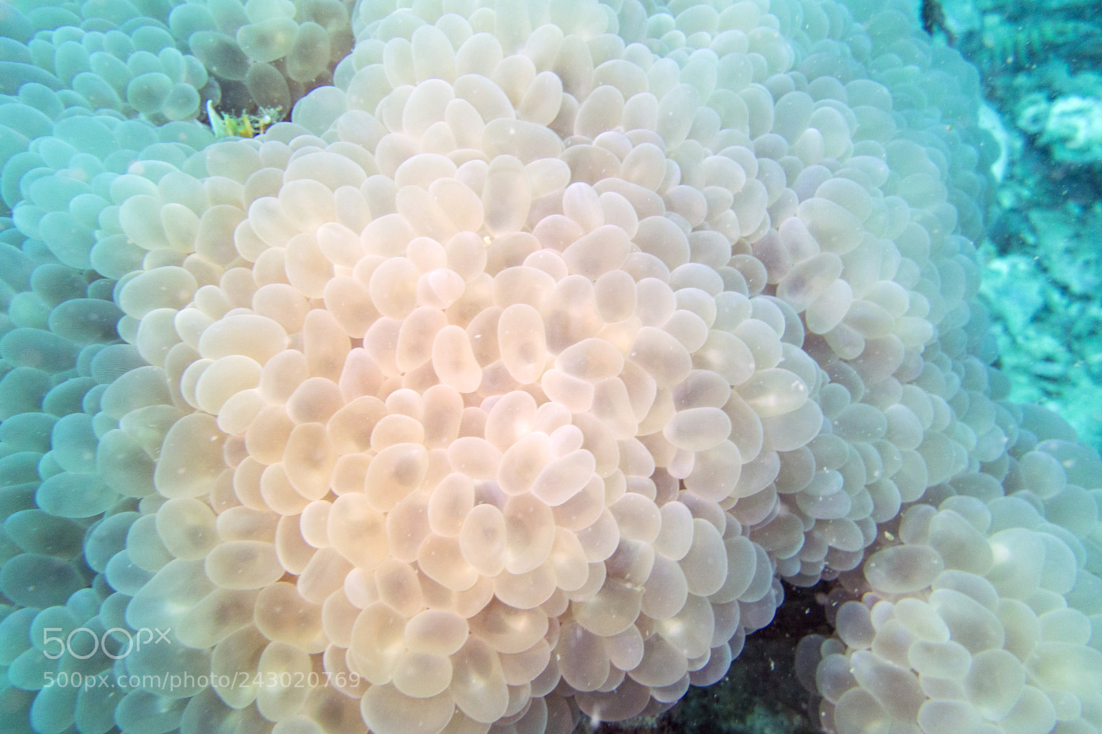 Sony Cyber-shot DSC-RX100 III sample photo. Bubble coral photography