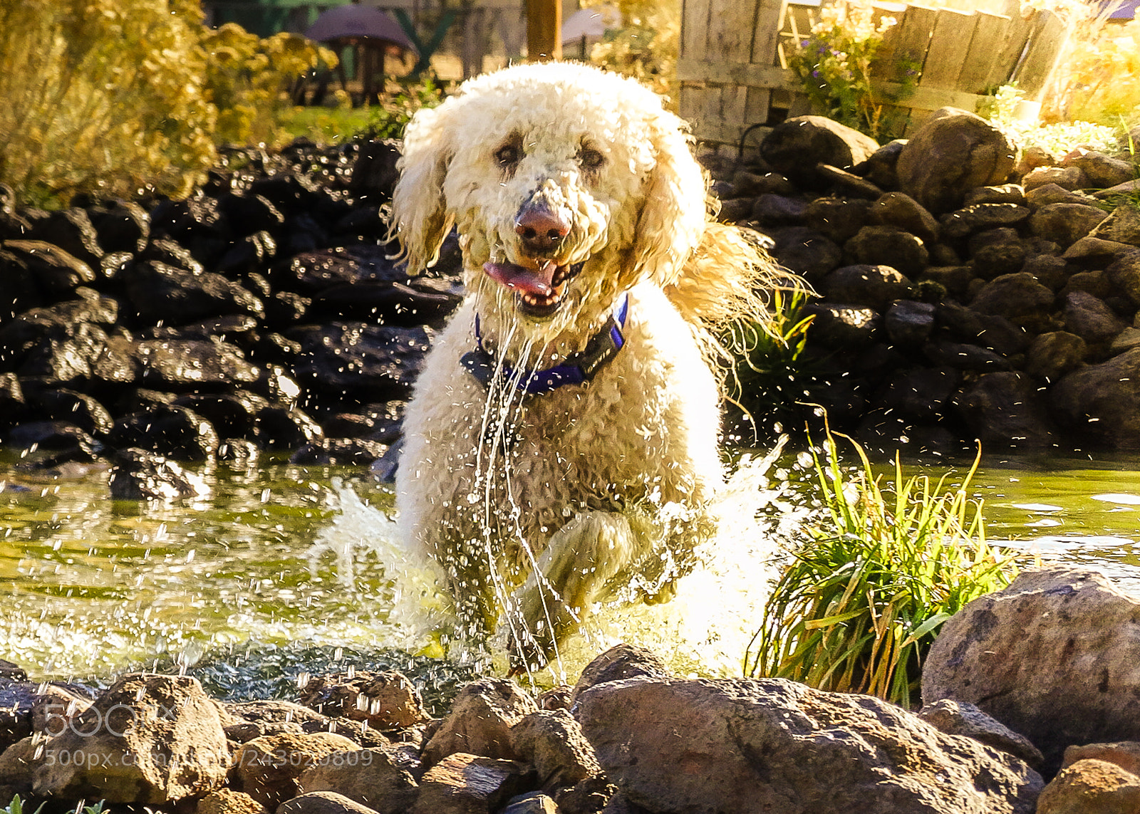 Sony Cyber-shot DSC-HX300 sample photo. Water dog photography