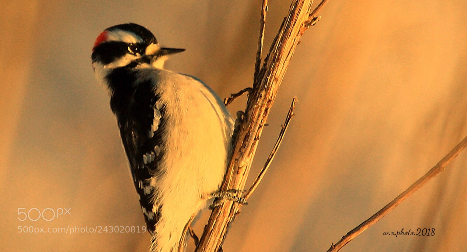 Canon EOS 7D Mark II sample photo. Downy woodpecker photography