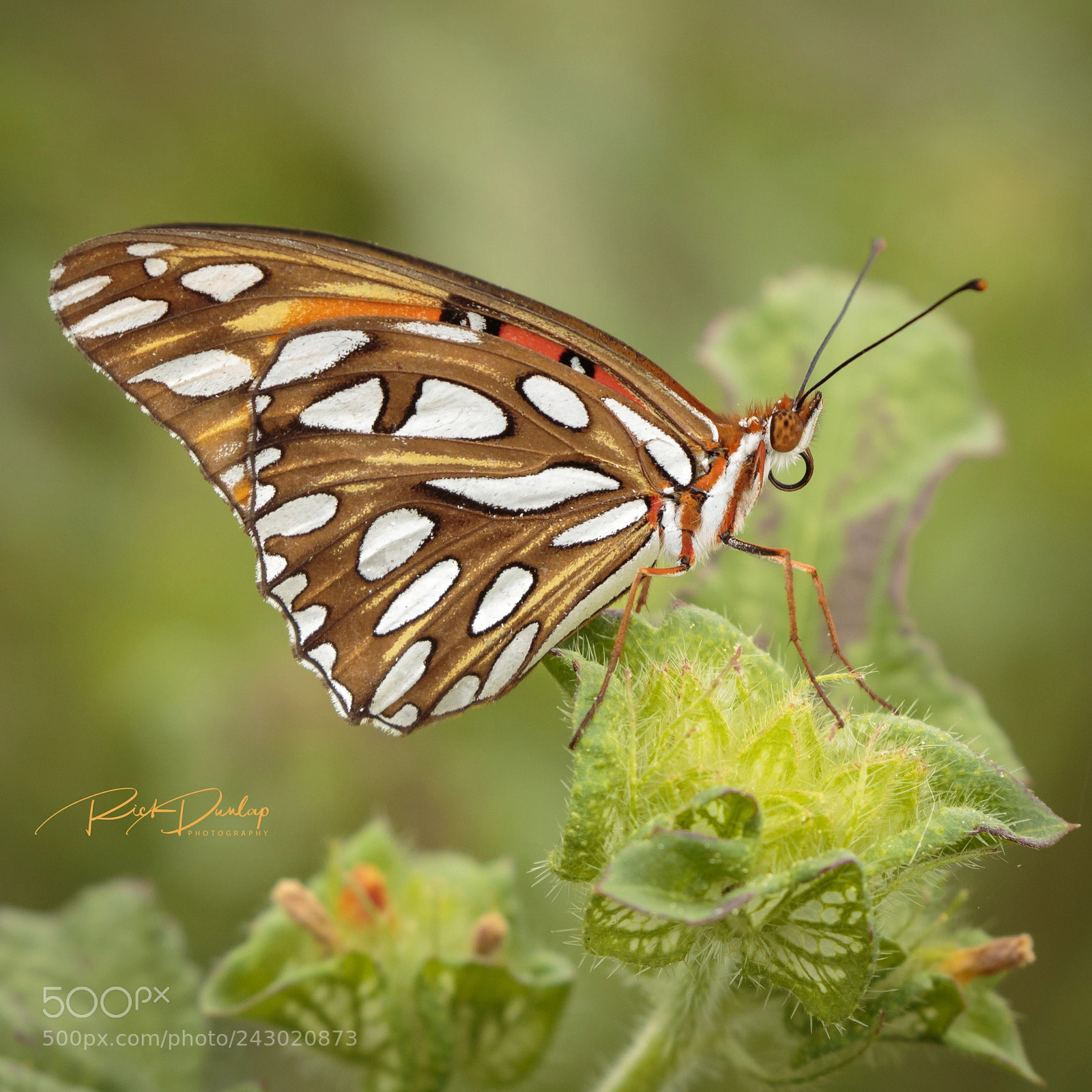 Canon EOS 7D Mark II sample photo. Gulf fritillary photography