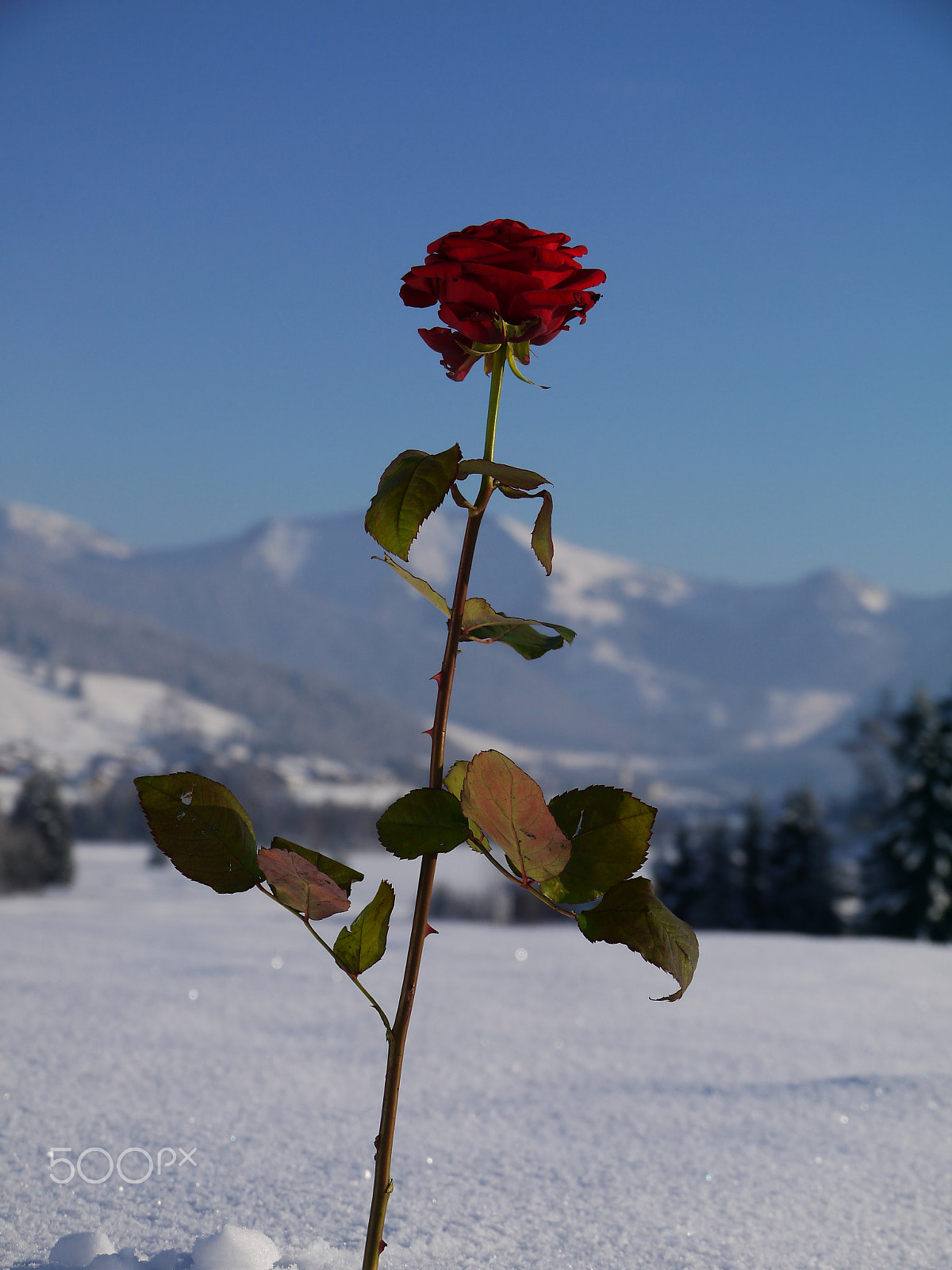 Panasonic Lumix DMC-G2 sample photo. Beautiful red rose snowy landscape photography