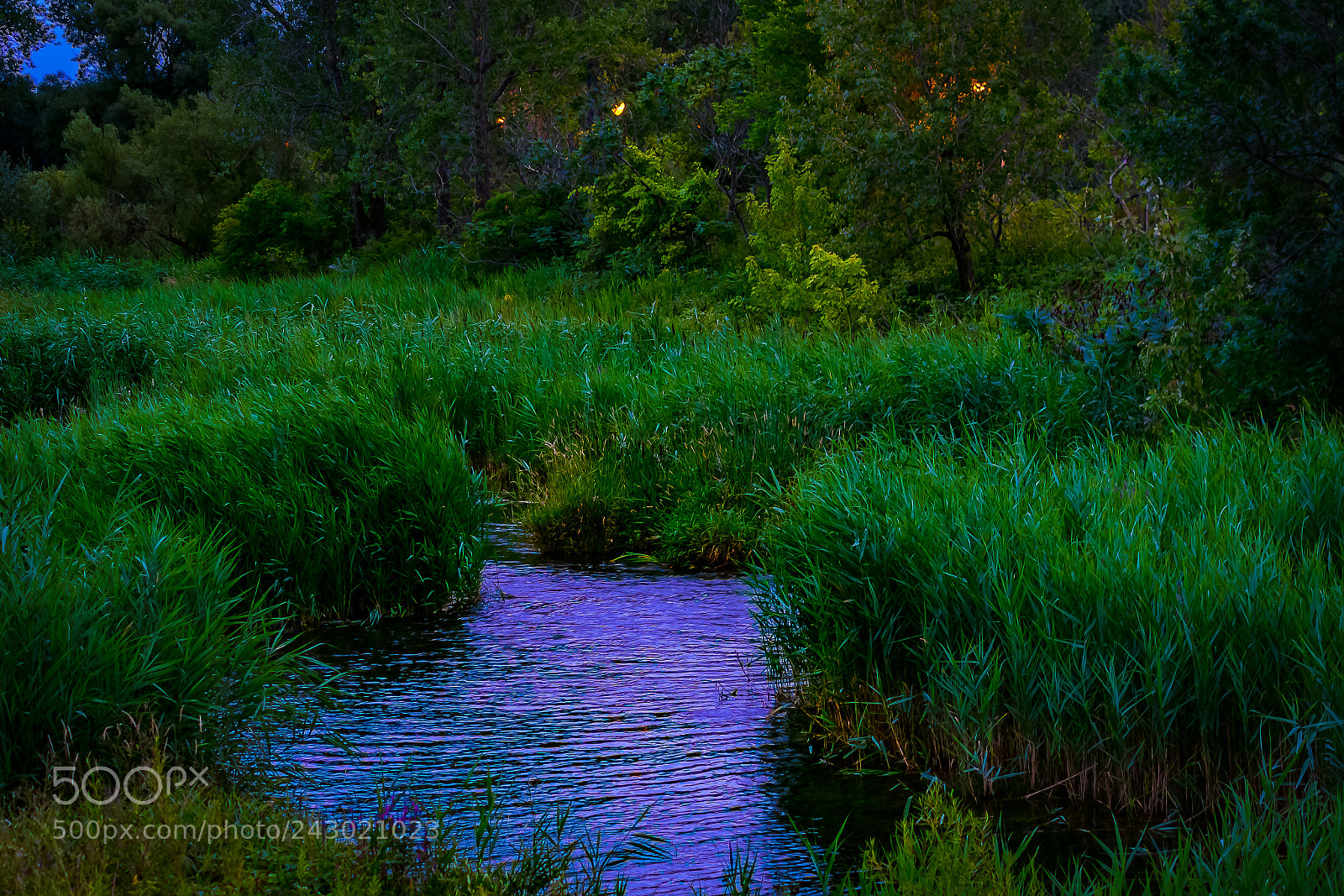 Nikon D3400 sample photo. Grass photography