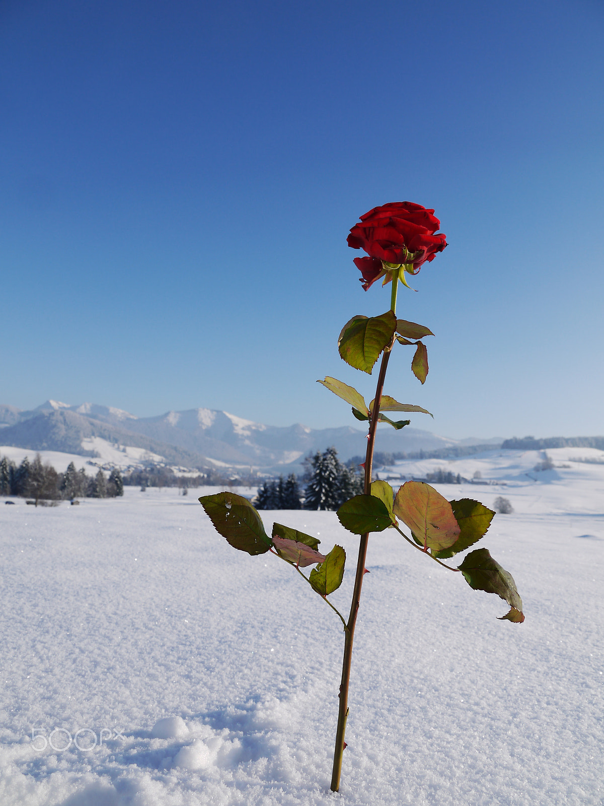Panasonic Lumix DMC-G2 sample photo. Beautiful red rose snowy landscape photography