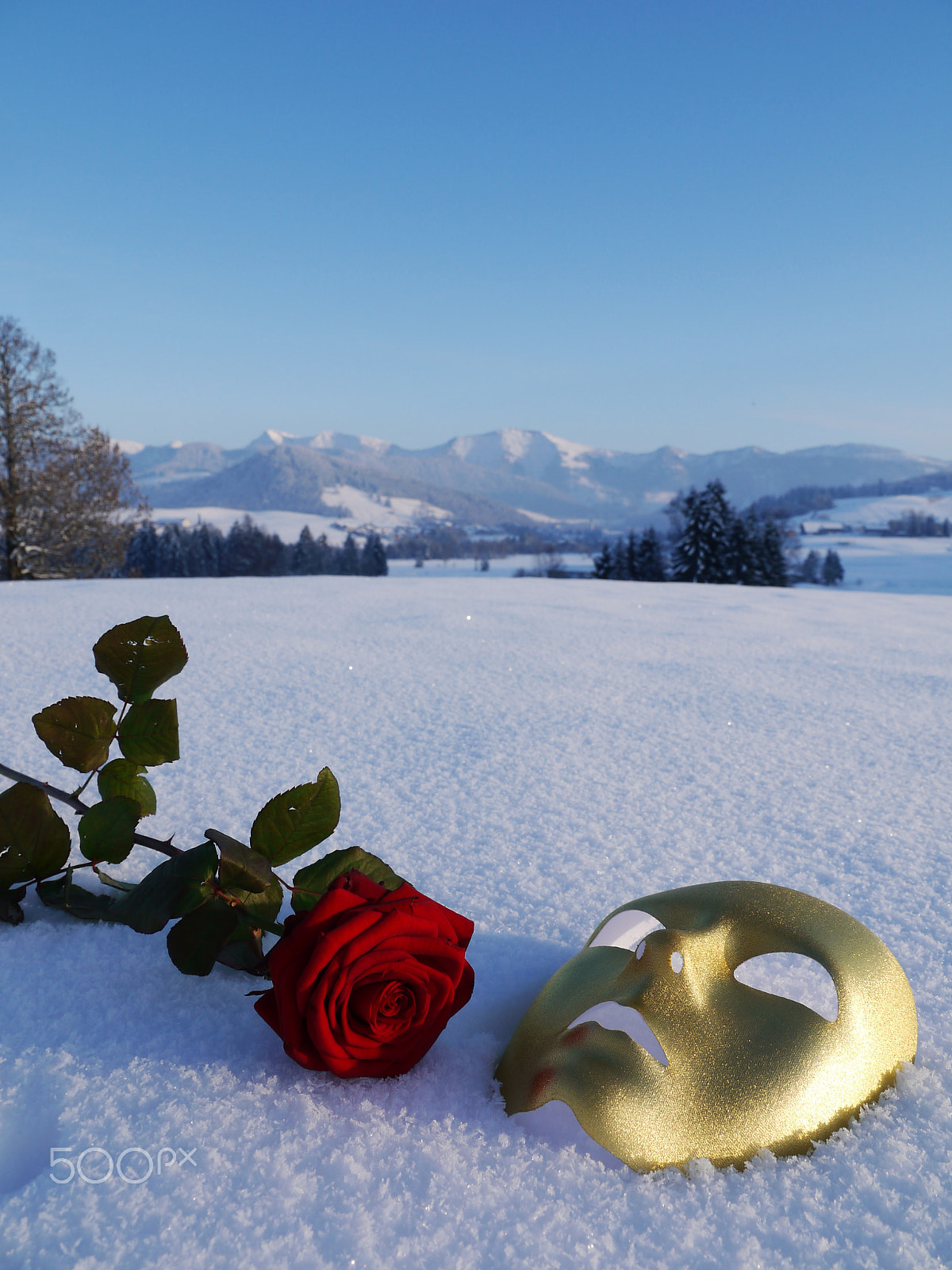 Panasonic Lumix DMC-G2 sample photo. Golden mask red rose snow photography