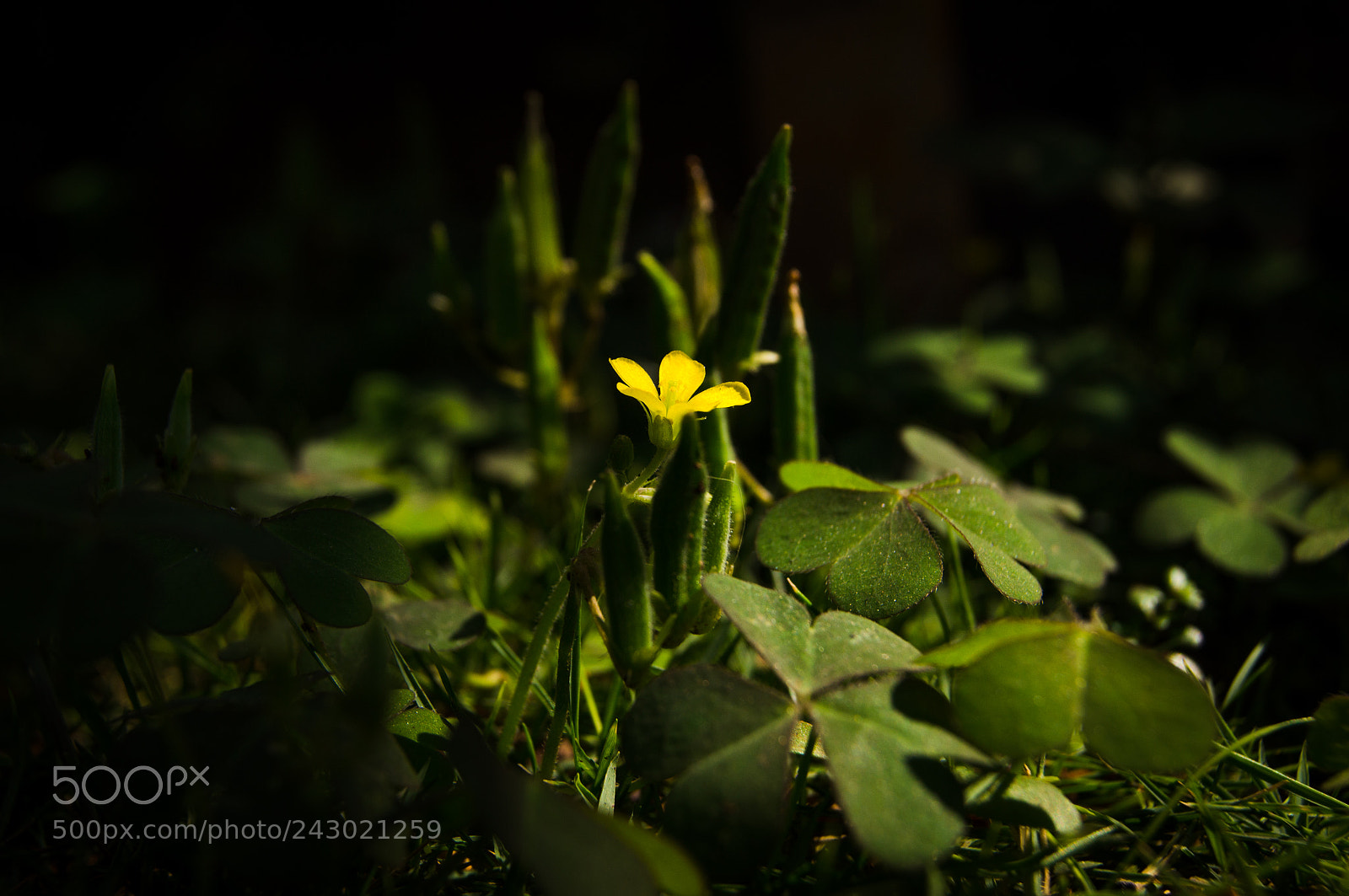 Sony SLT-A35 sample photo. Yellow bloom photography