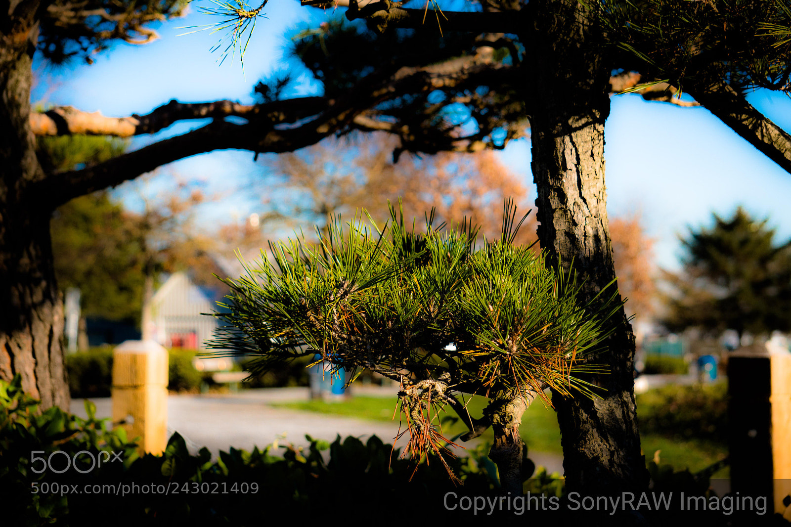 Sony a6500 sample photo. Japanese garden photography