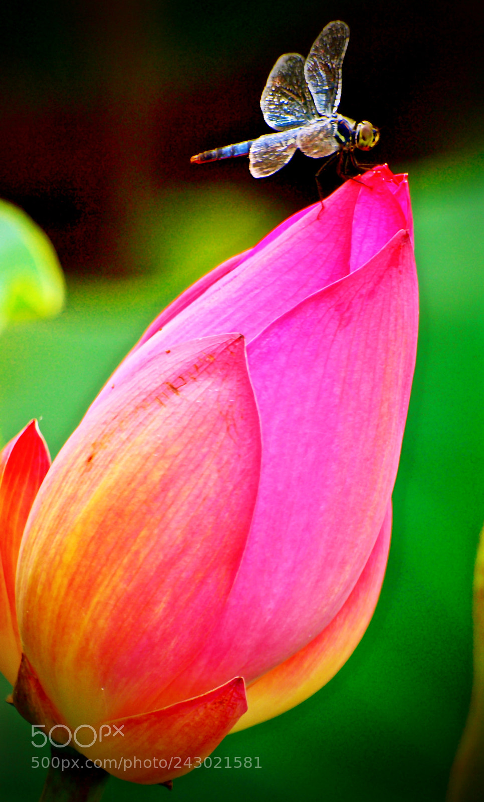 Olympus E-30 sample photo. "rest a while" photography