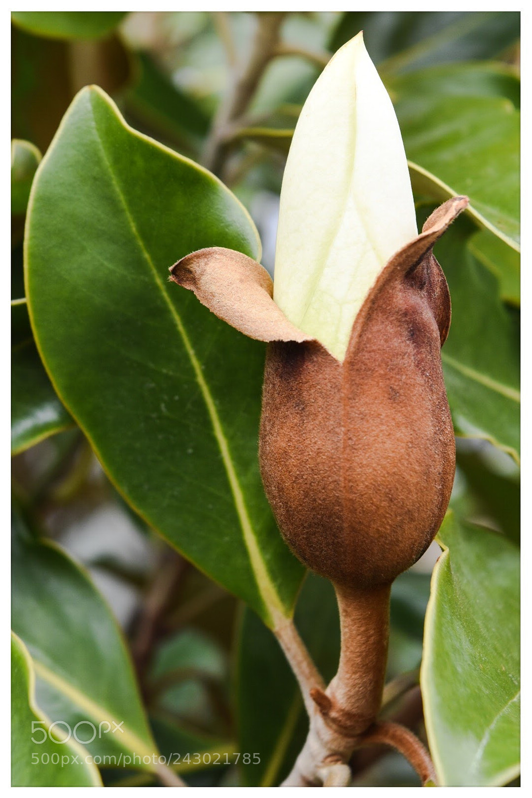 Nikon D5500 sample photo. Magnolia photography