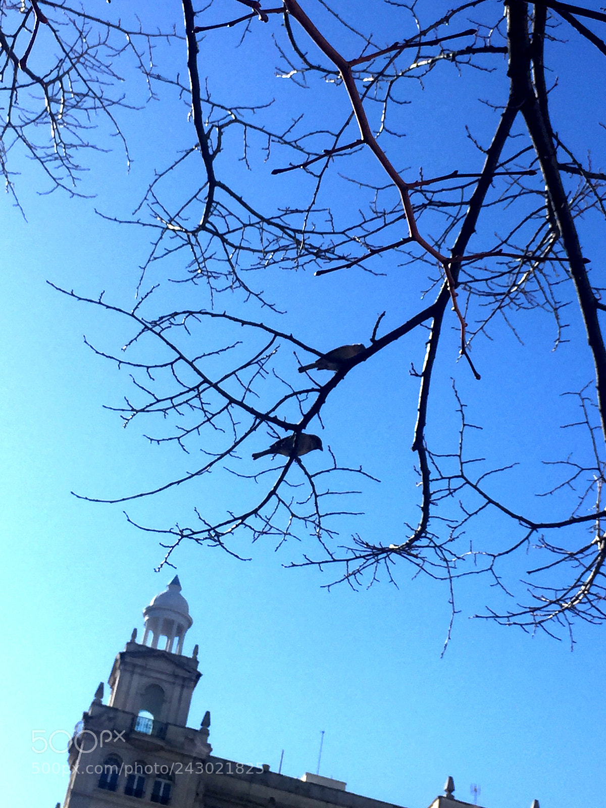 Apple iPhone 6 Plus sample photo. Untitled photography
