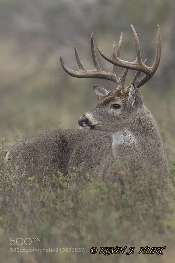 Canon EOS 7D Mark II sample photo. Whitetail buck - 12 photography