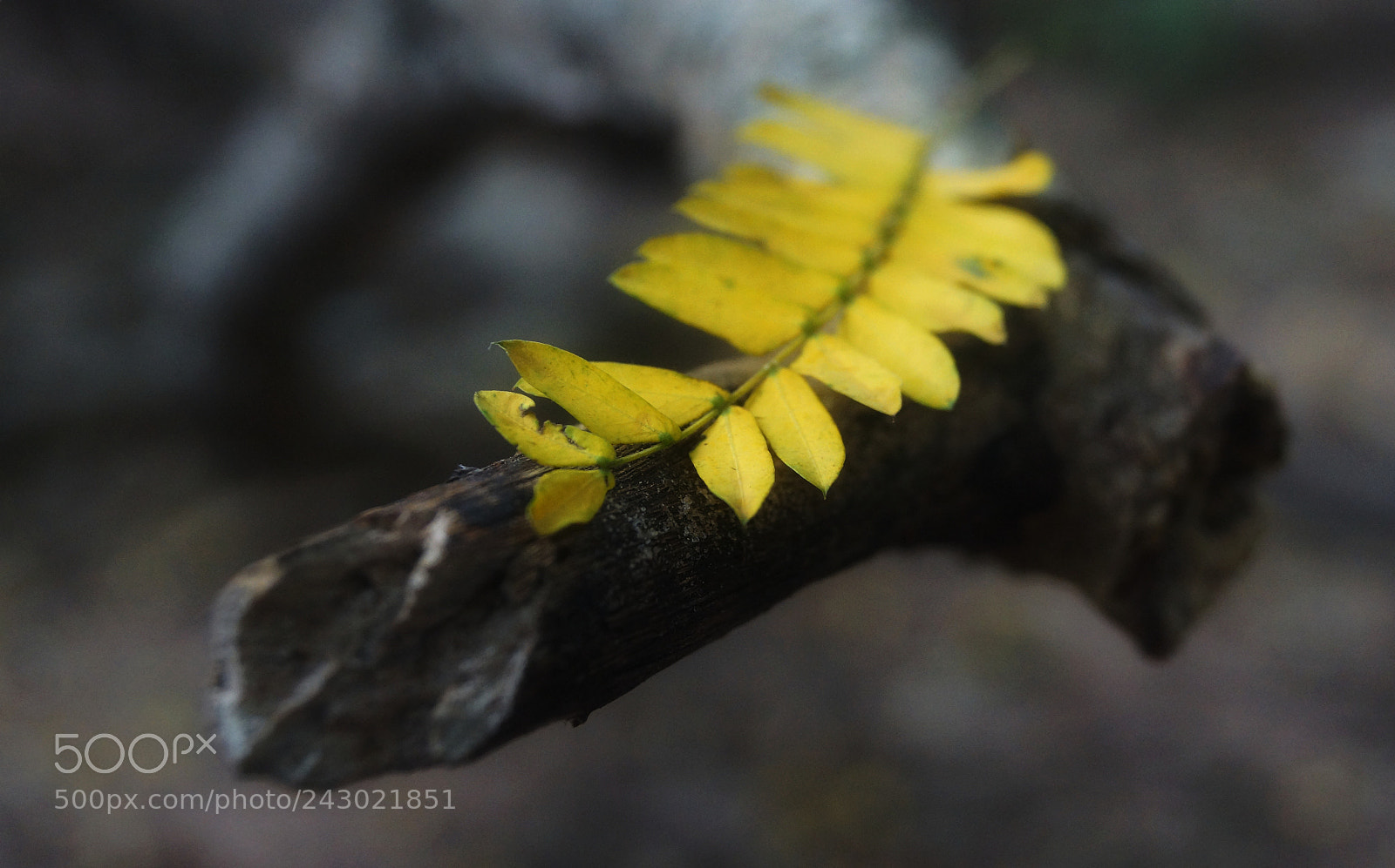 Sony SLT-A65 (SLT-A65V) sample photo. Yellow photography