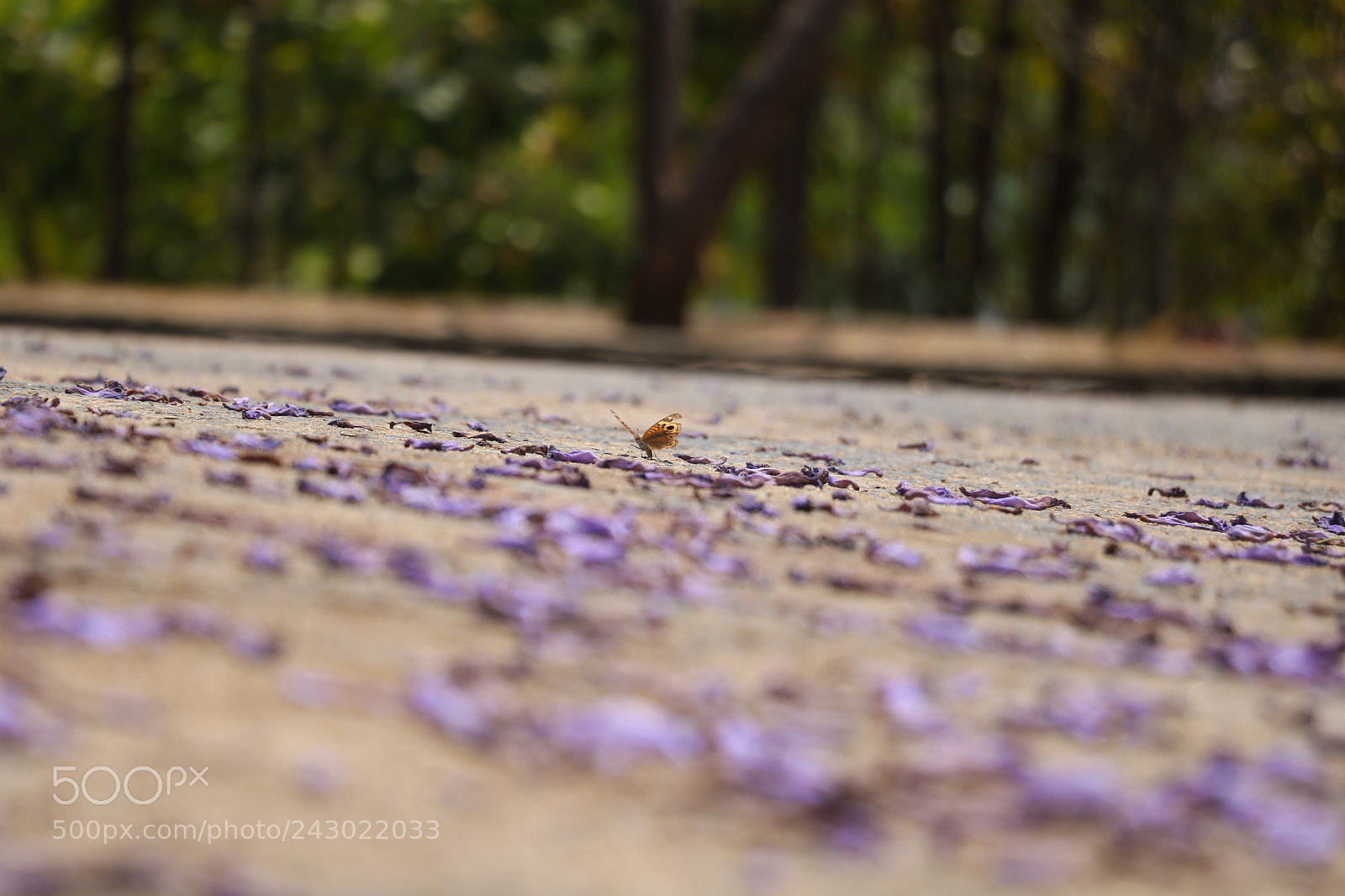 Canon EOS 760D (EOS Rebel T6s / EOS 8000D) sample photo. Untitled photography
