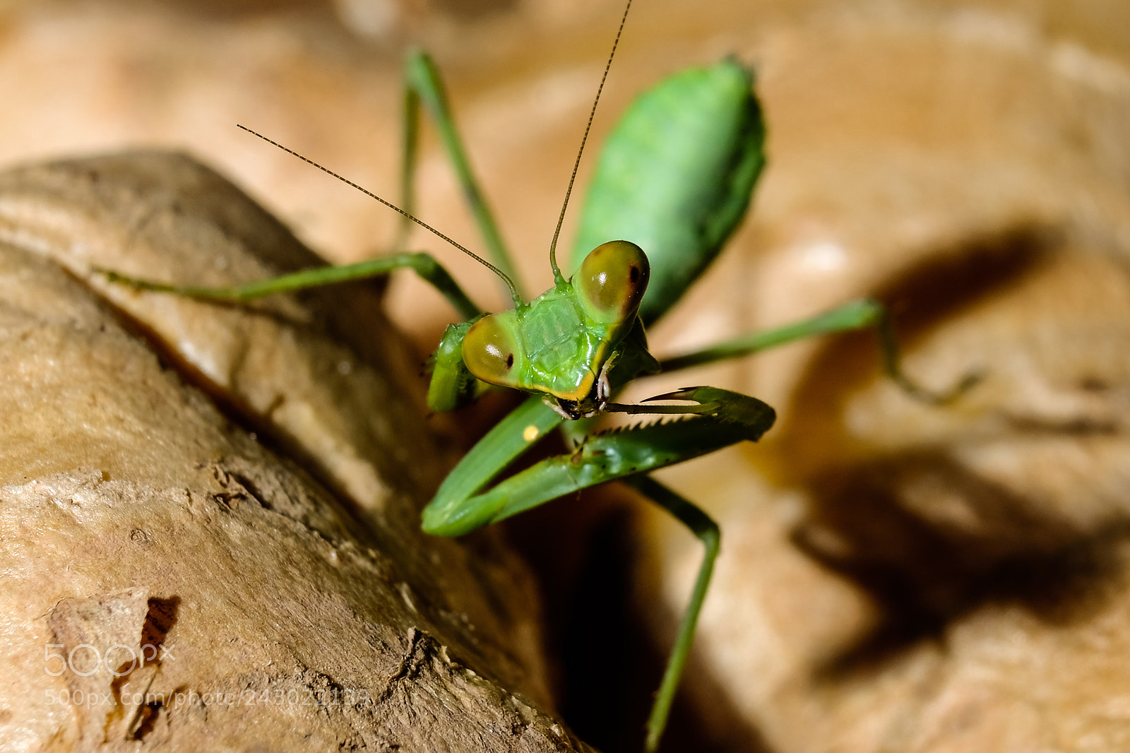 Fujifilm X-T20 sample photo. Small mantis cleaning itself photography