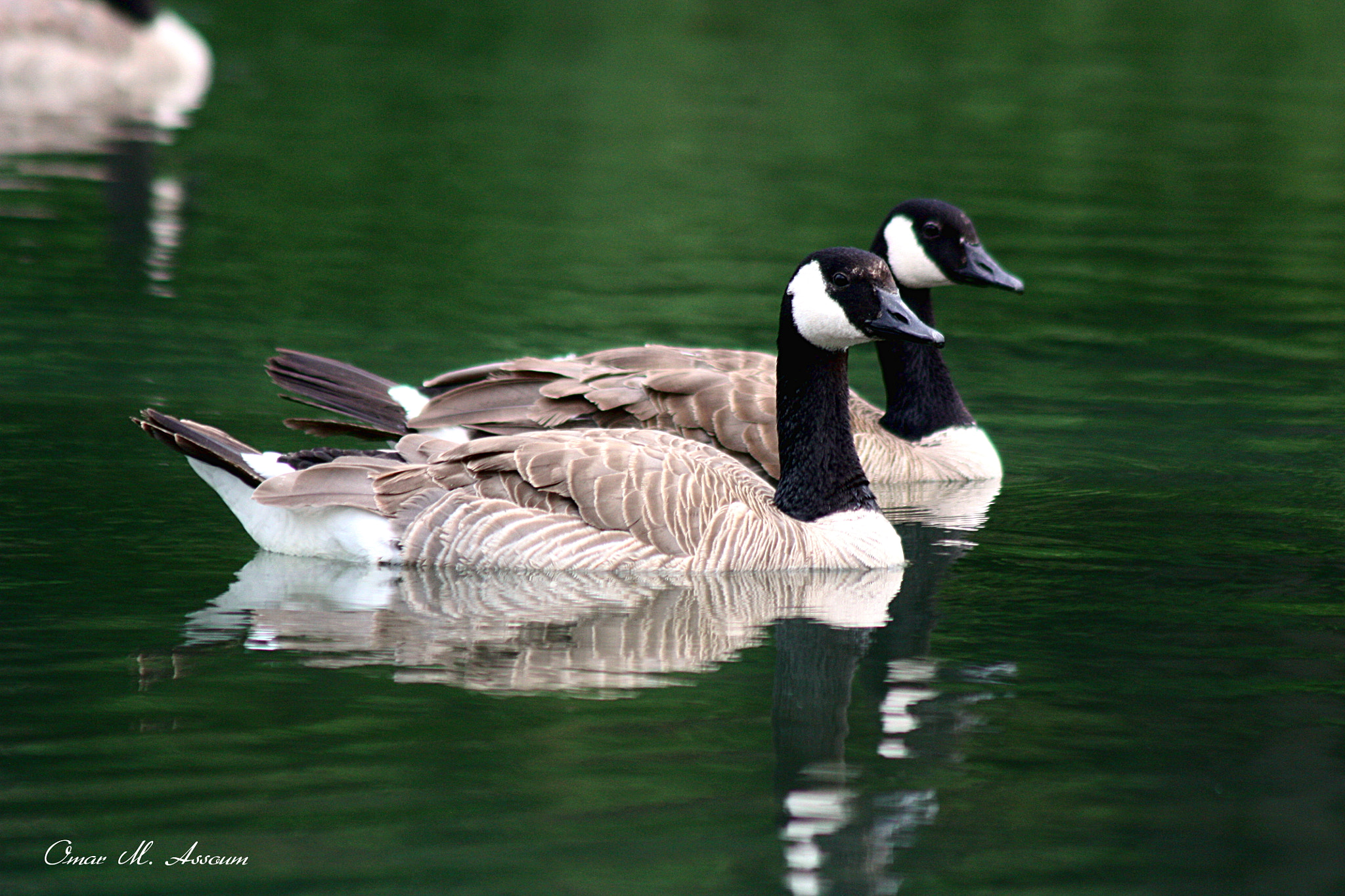 Canon EF 75-300mm F4.0-5.6 IS USM sample photo. Seeing double photography