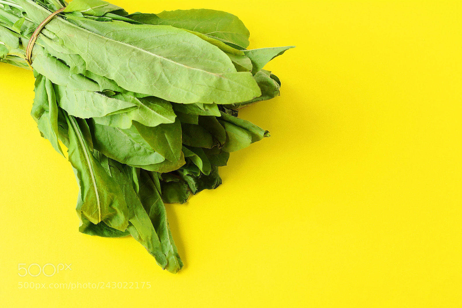 Nikon D7100 sample photo. Green fresh arugula photography