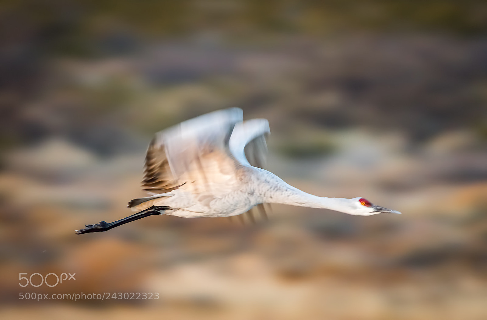 Nikon D500 sample photo. Sandhill cranes photography