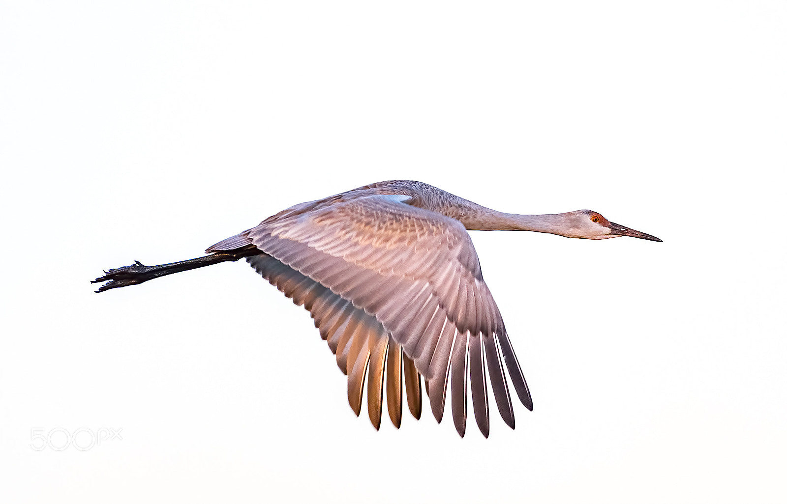 Nikon D500 sample photo. Sandhill cranes photography