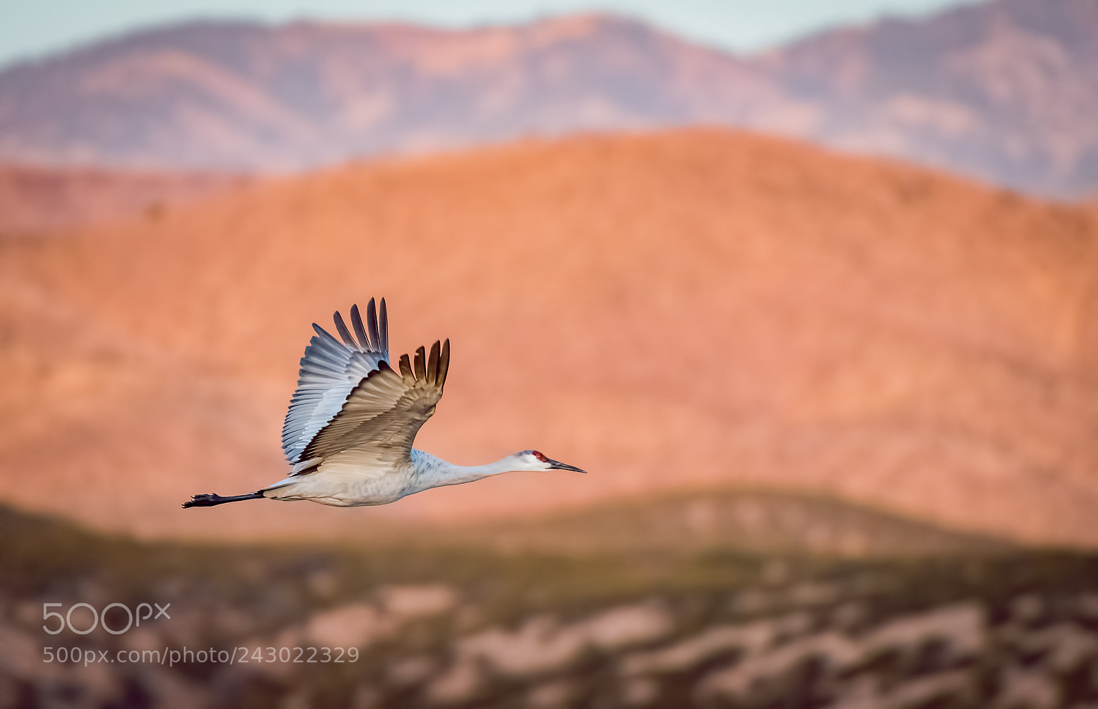 Nikon D500 sample photo. Sandhill cranes photography