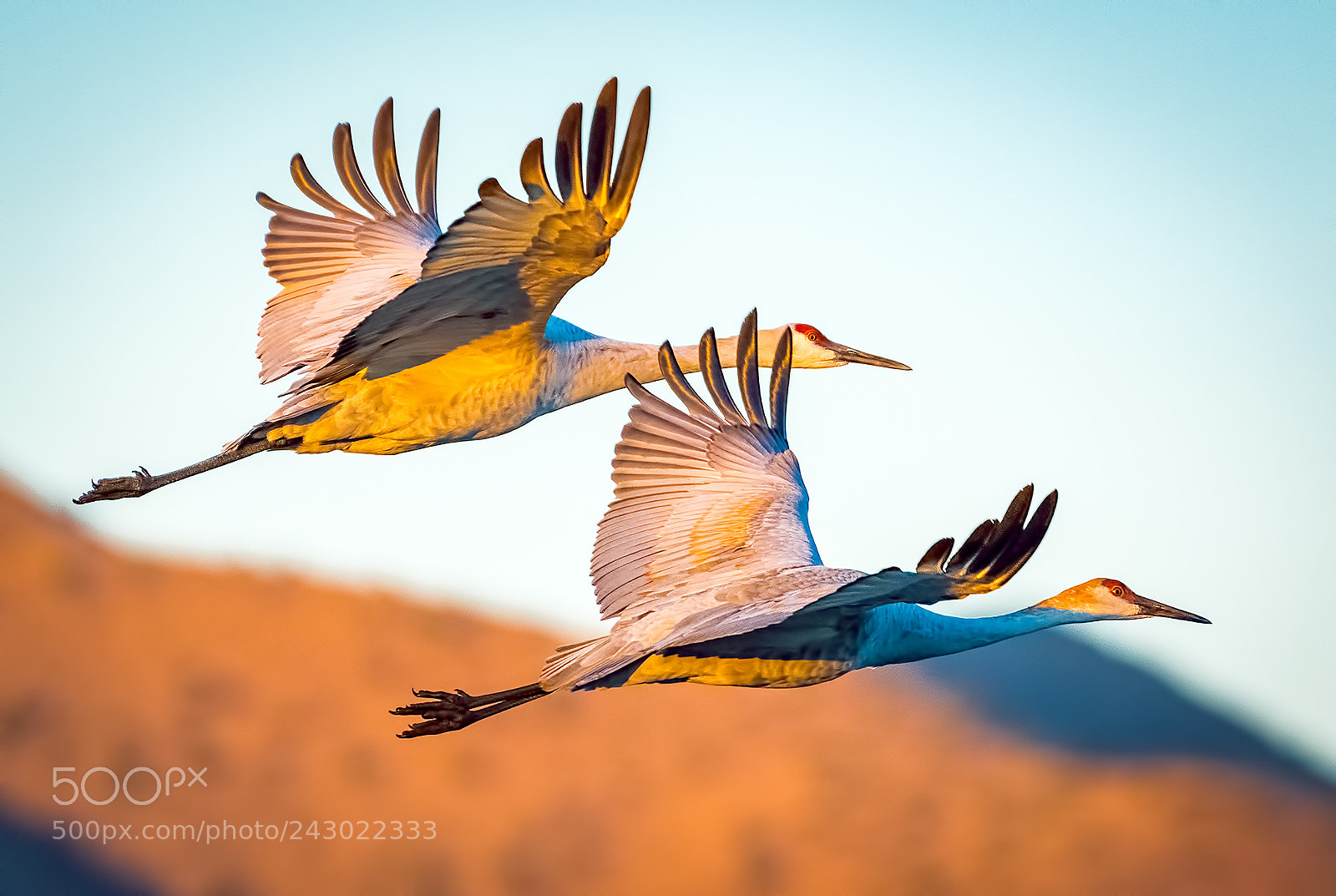 Nikon D500 sample photo. Sandhill cranes photography