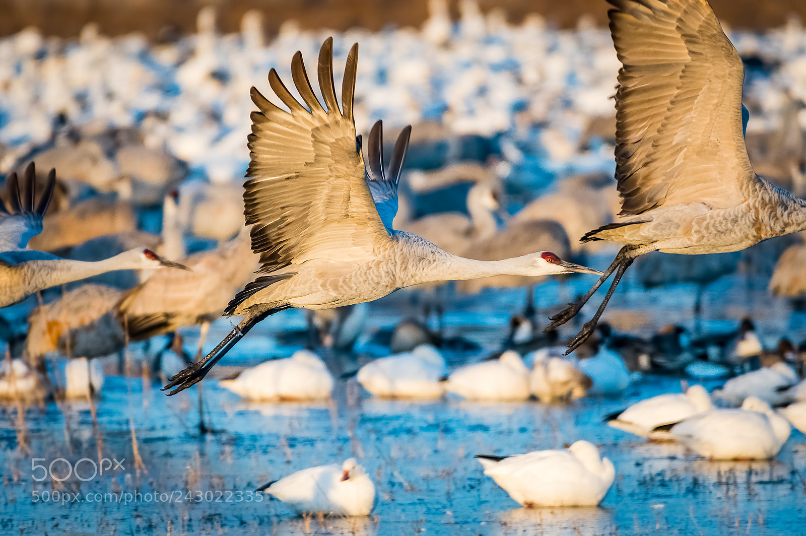 Nikon D500 sample photo. Sandhill cranes photography