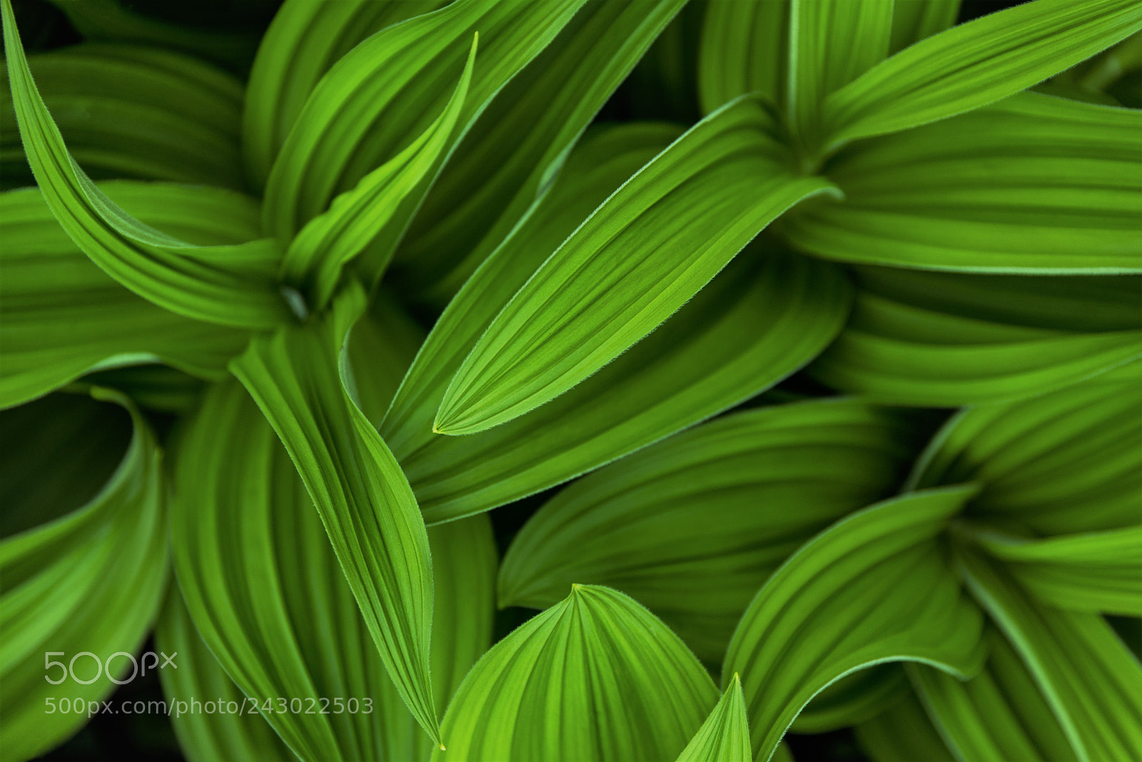 Nikon D610 sample photo. Corn lily plant abstract photography