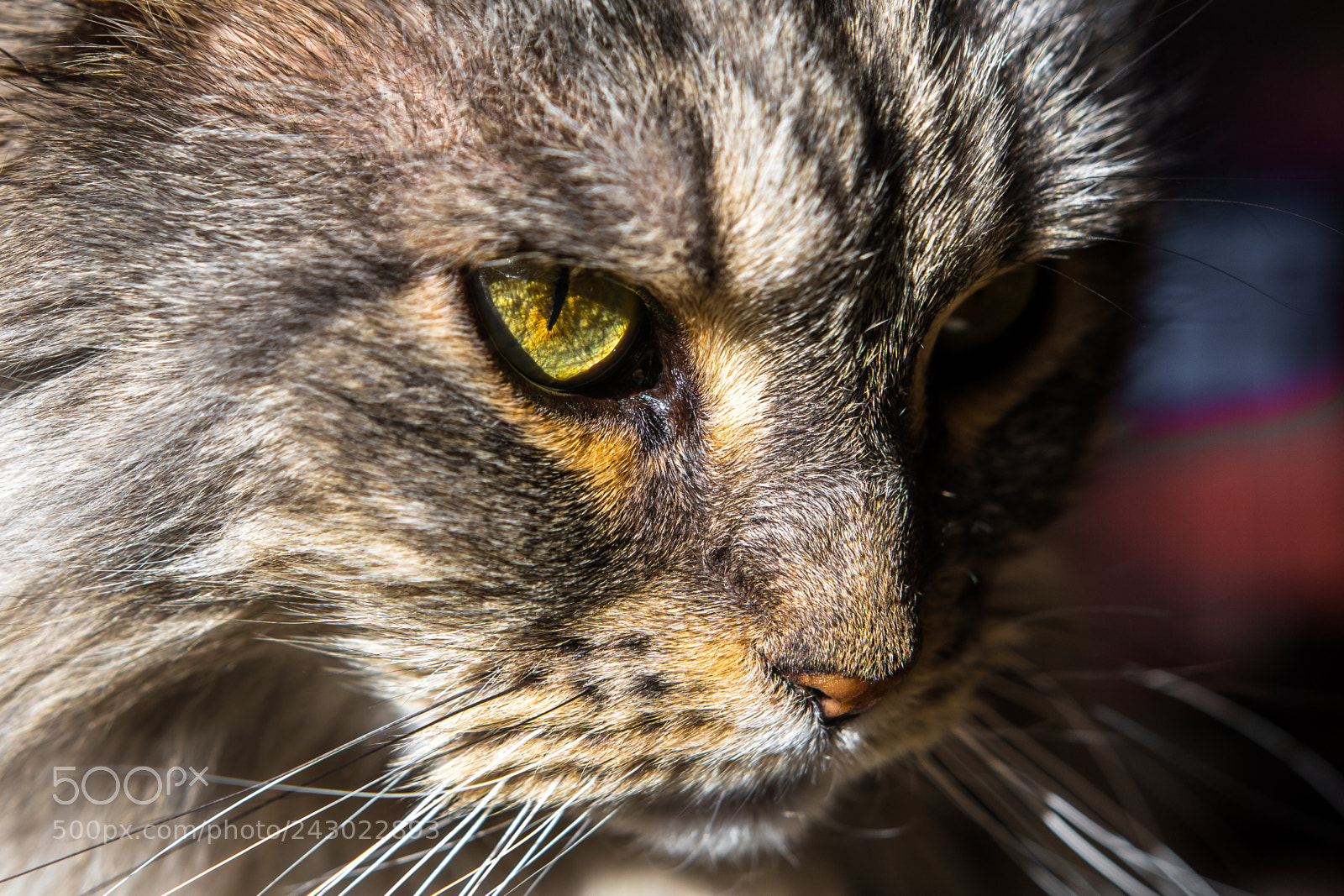 Nikon D500 sample photo. Untitled photography