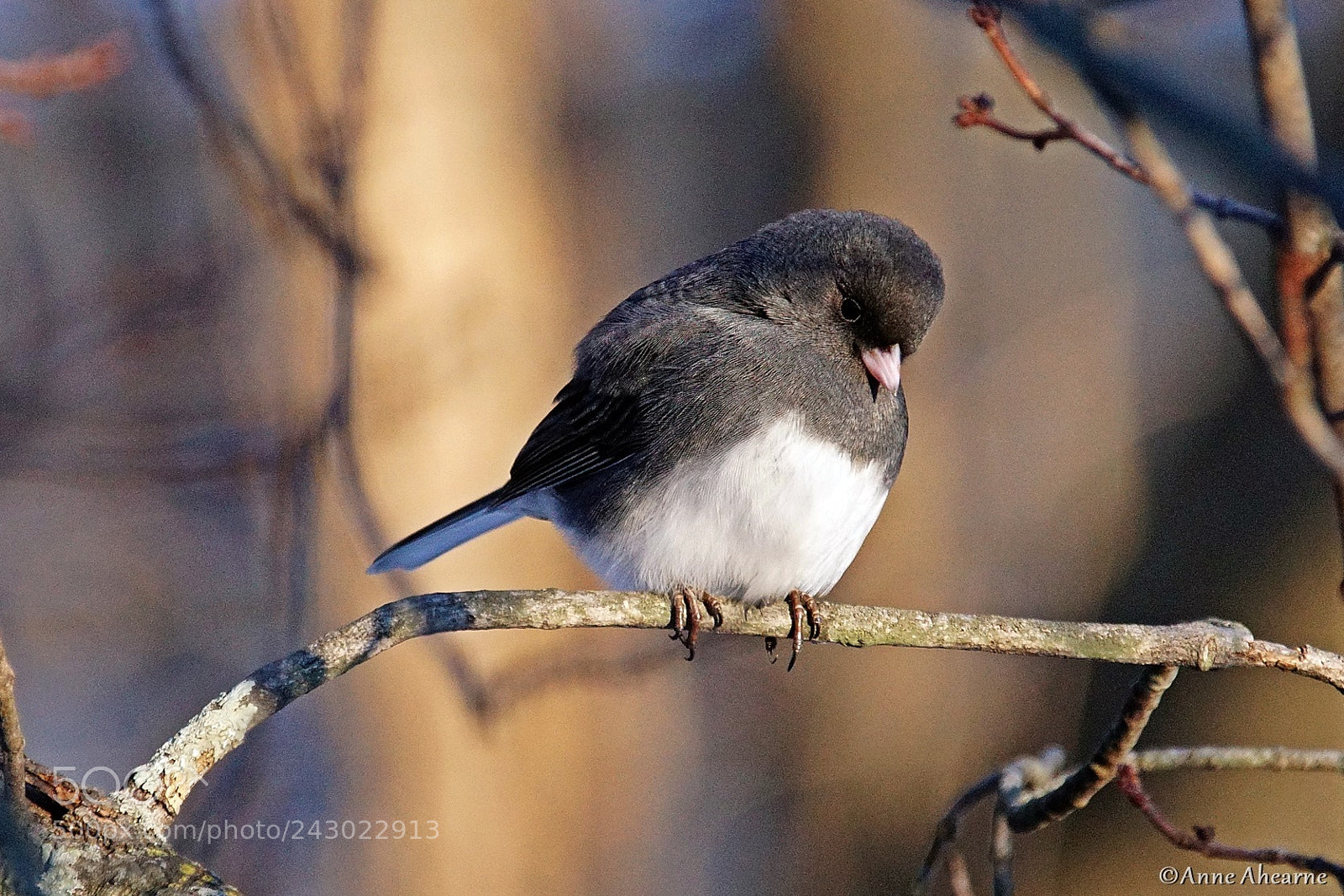 Sony ILCA-77M2 sample photo. Dark-eyed junco photography