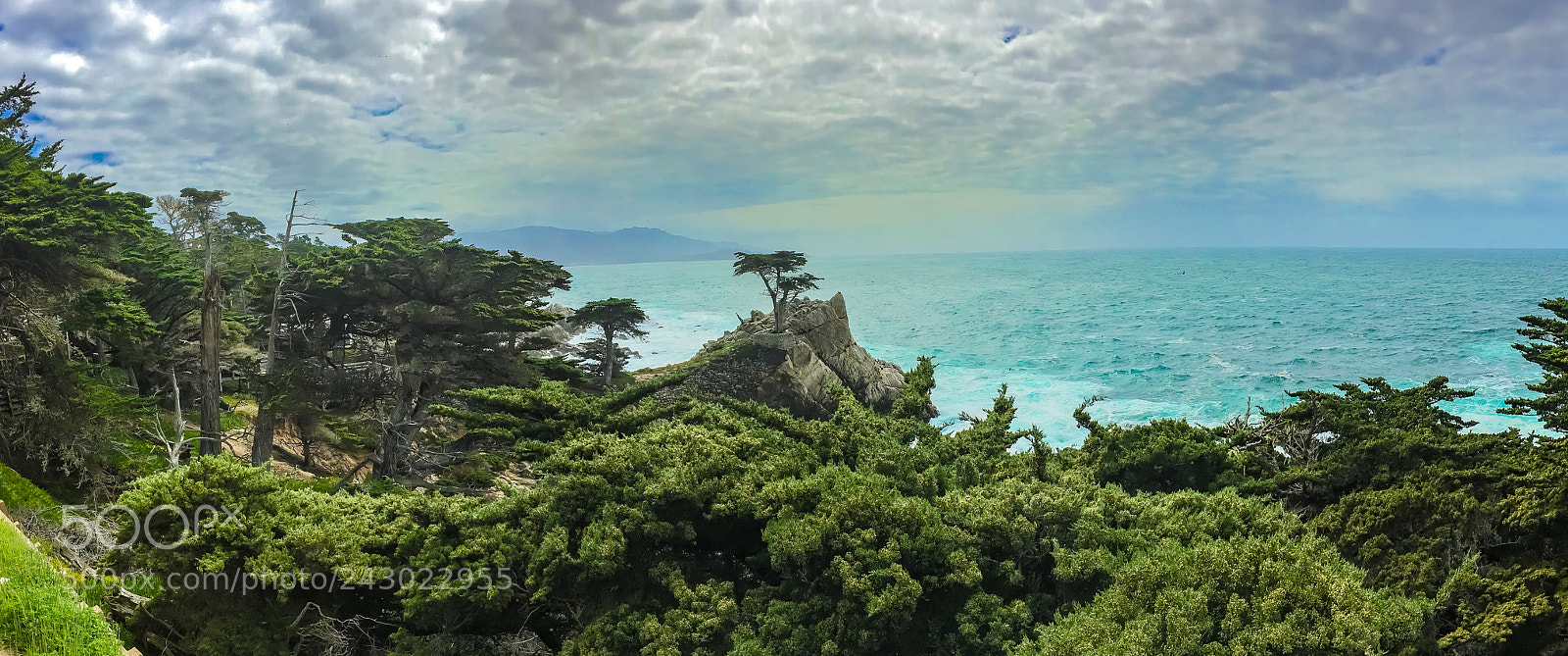 Apple iPhone 6s sample photo. The lone cypress photography